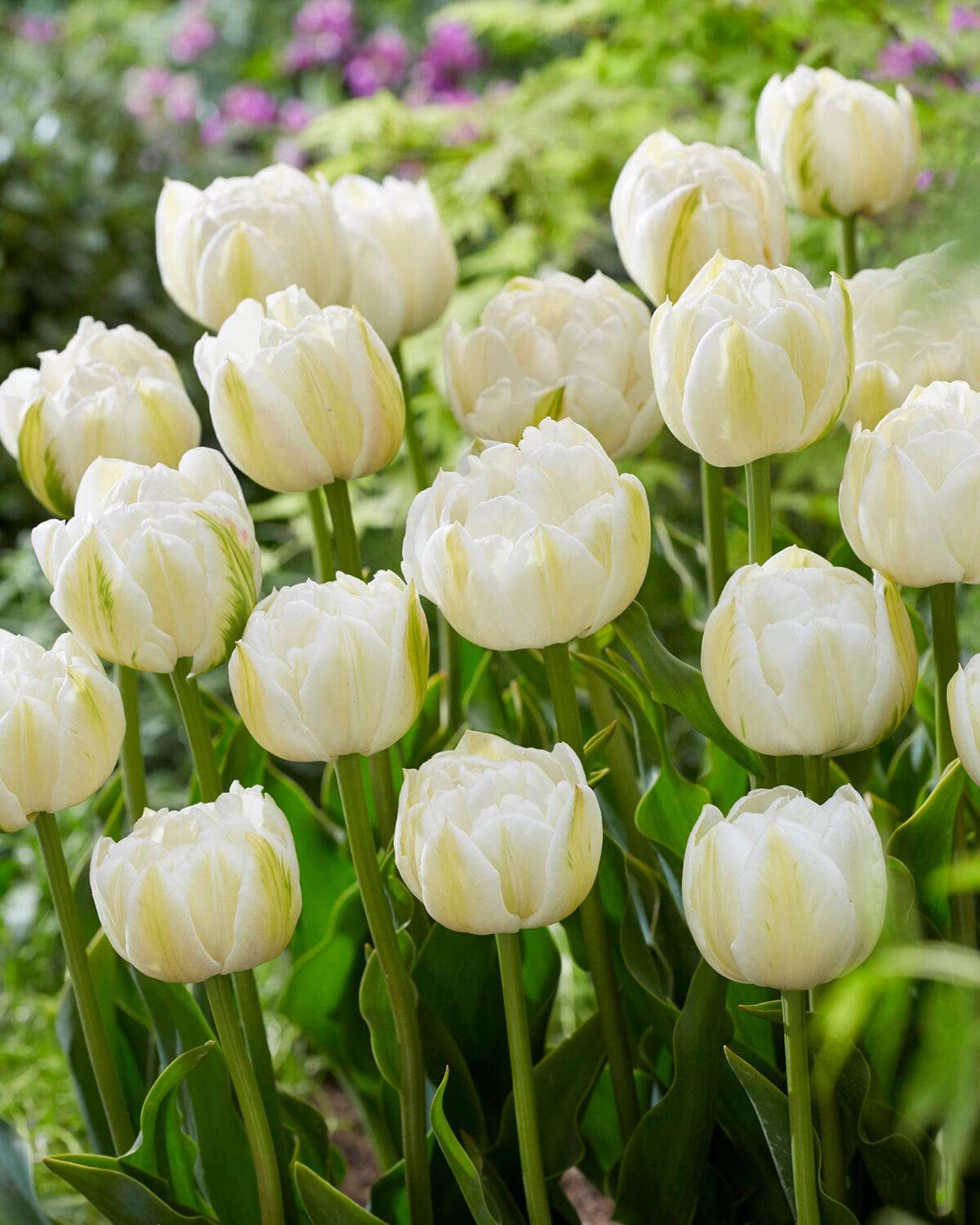 Tulipe 'Mount Tacoma'