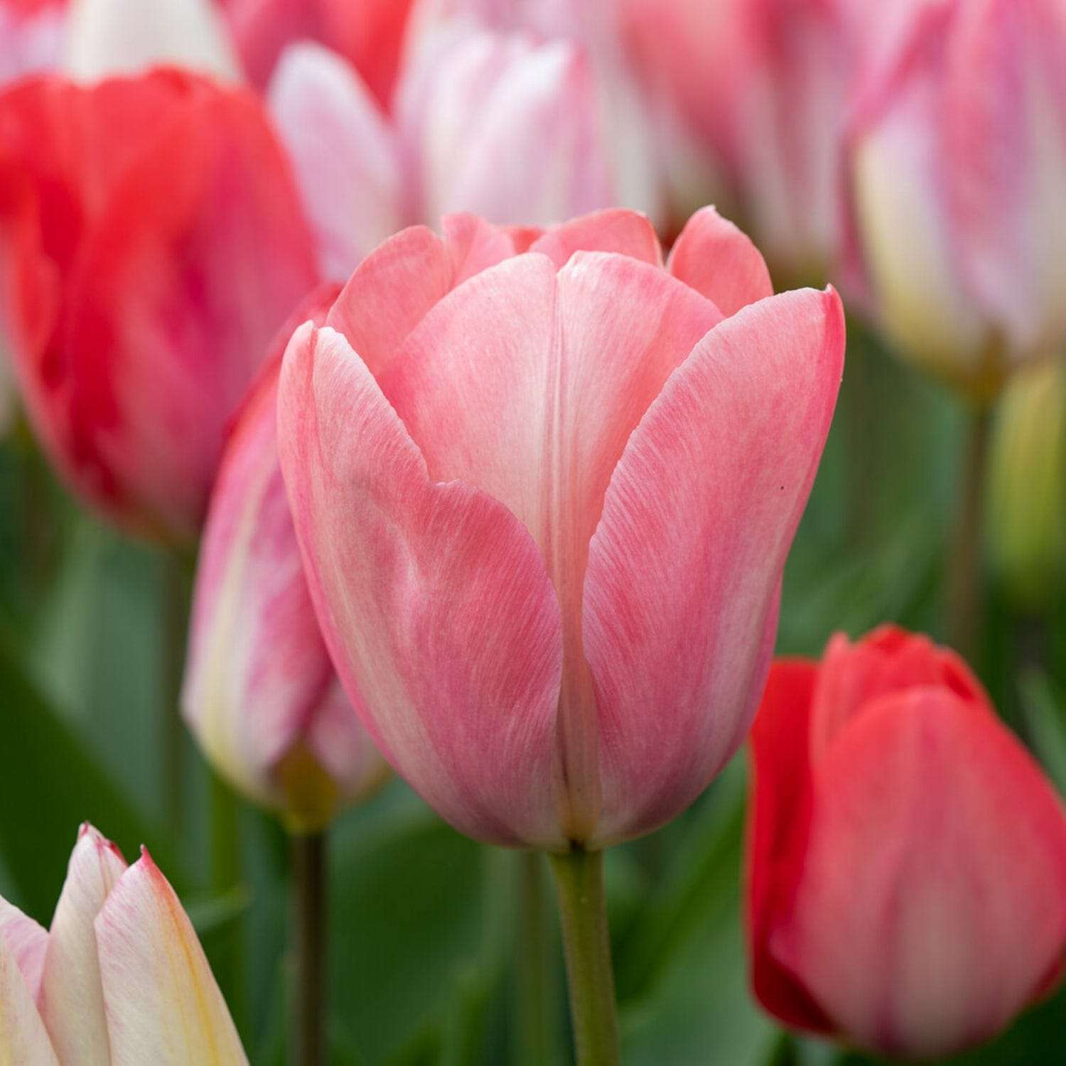 Tulipe 'Mystic van Eijk'