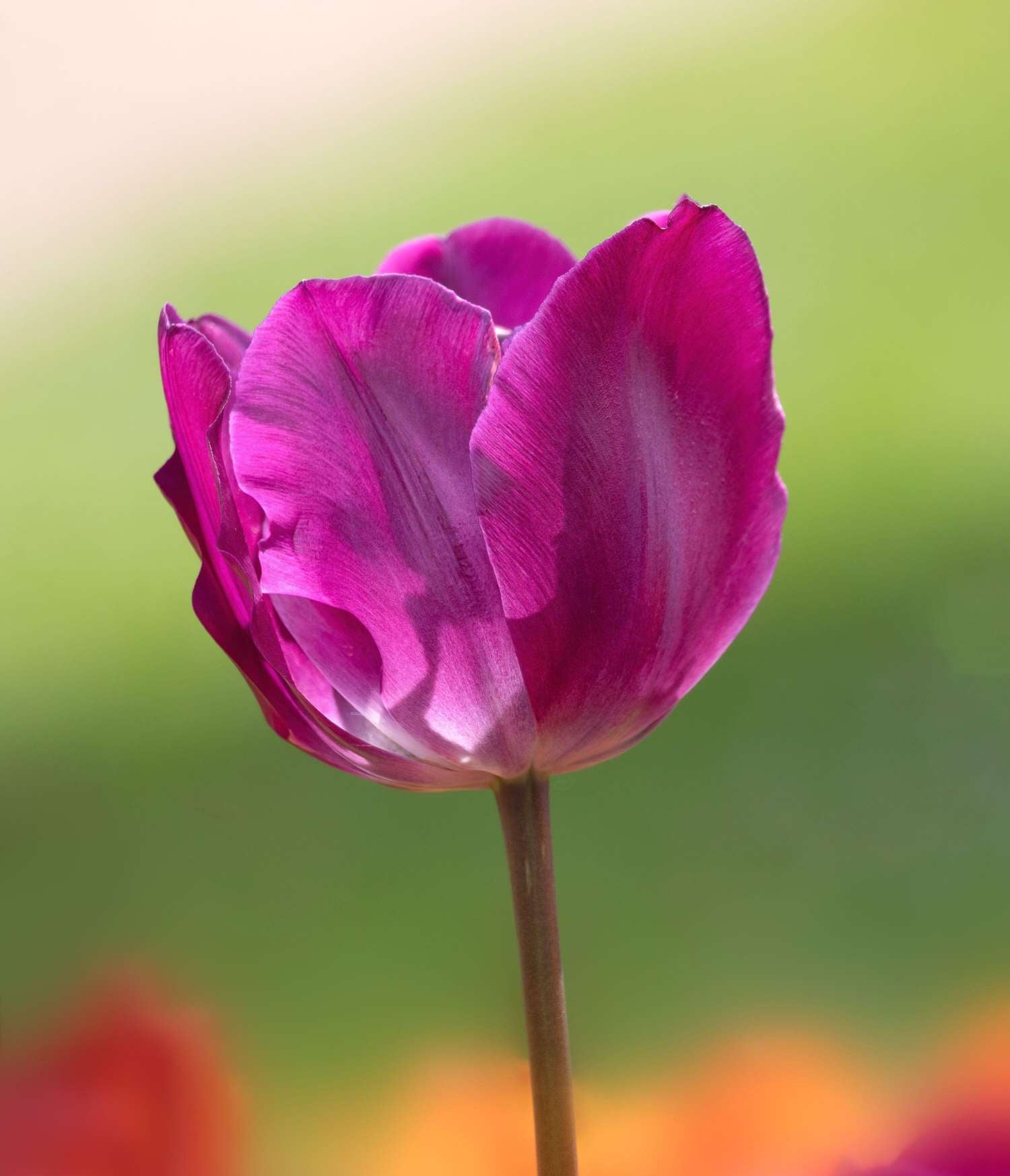 Tulipe 'Negrita'