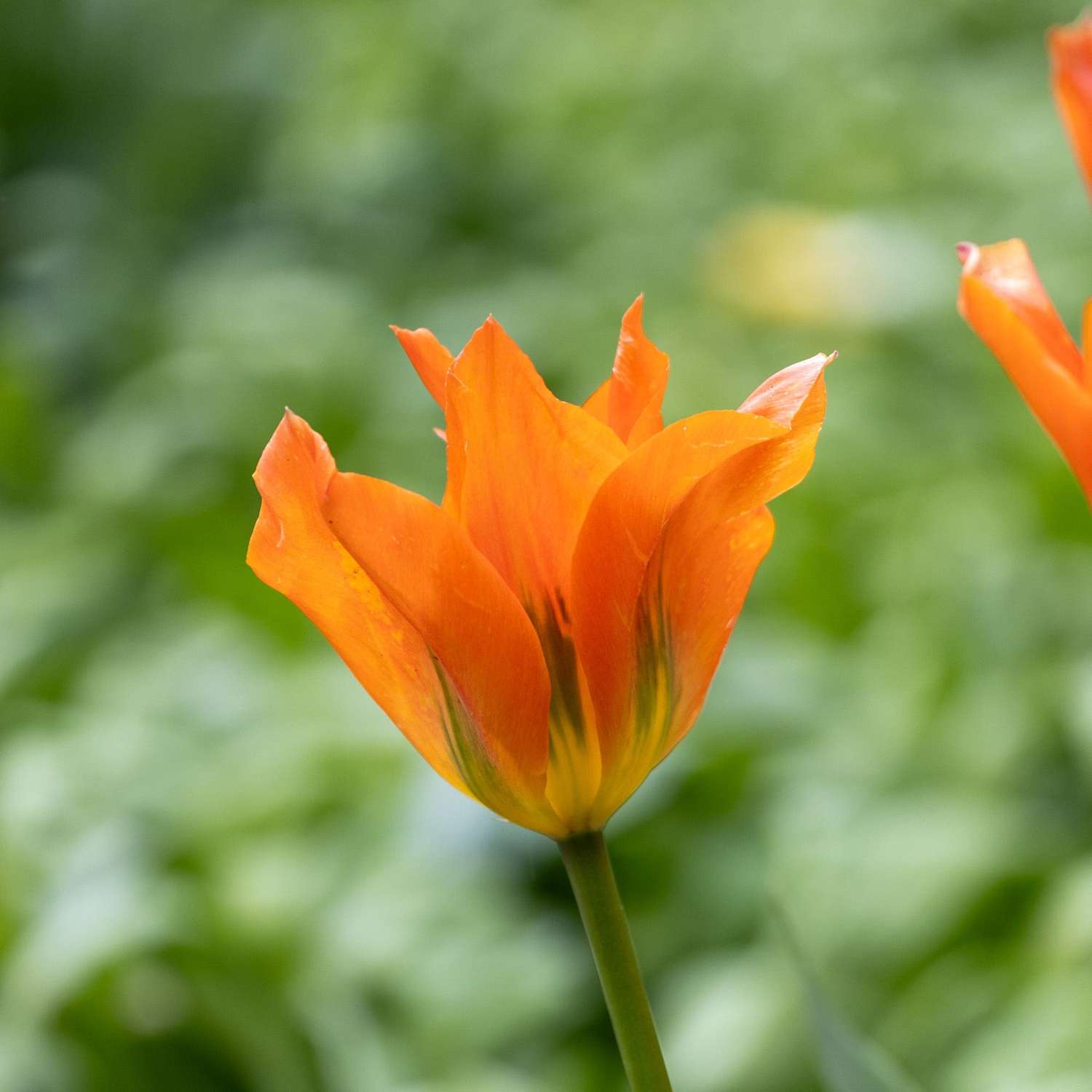 Tulipe 'Orange Emperor'