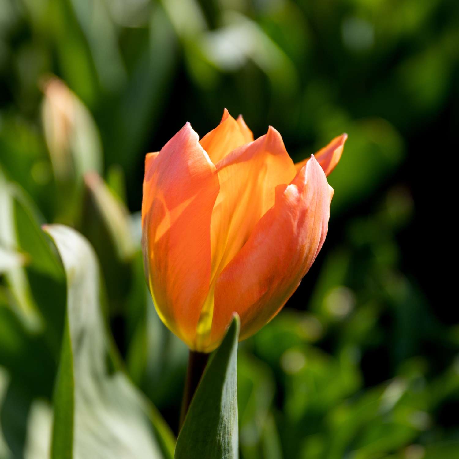 Tulipe 'Orange Emperor'