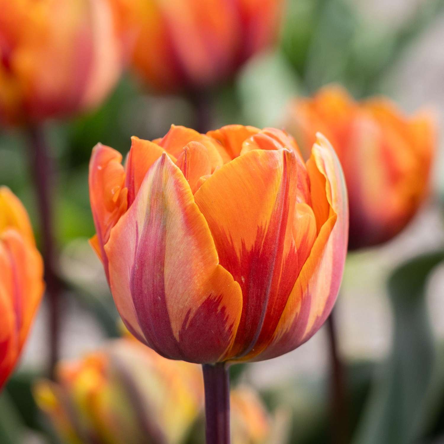 Tulipe 'Orange Princess'
