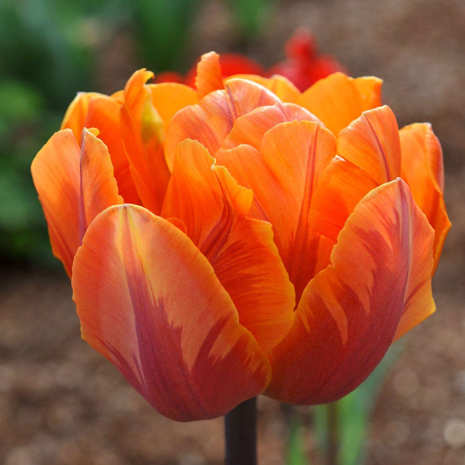Tulipe 'Orange Princess'