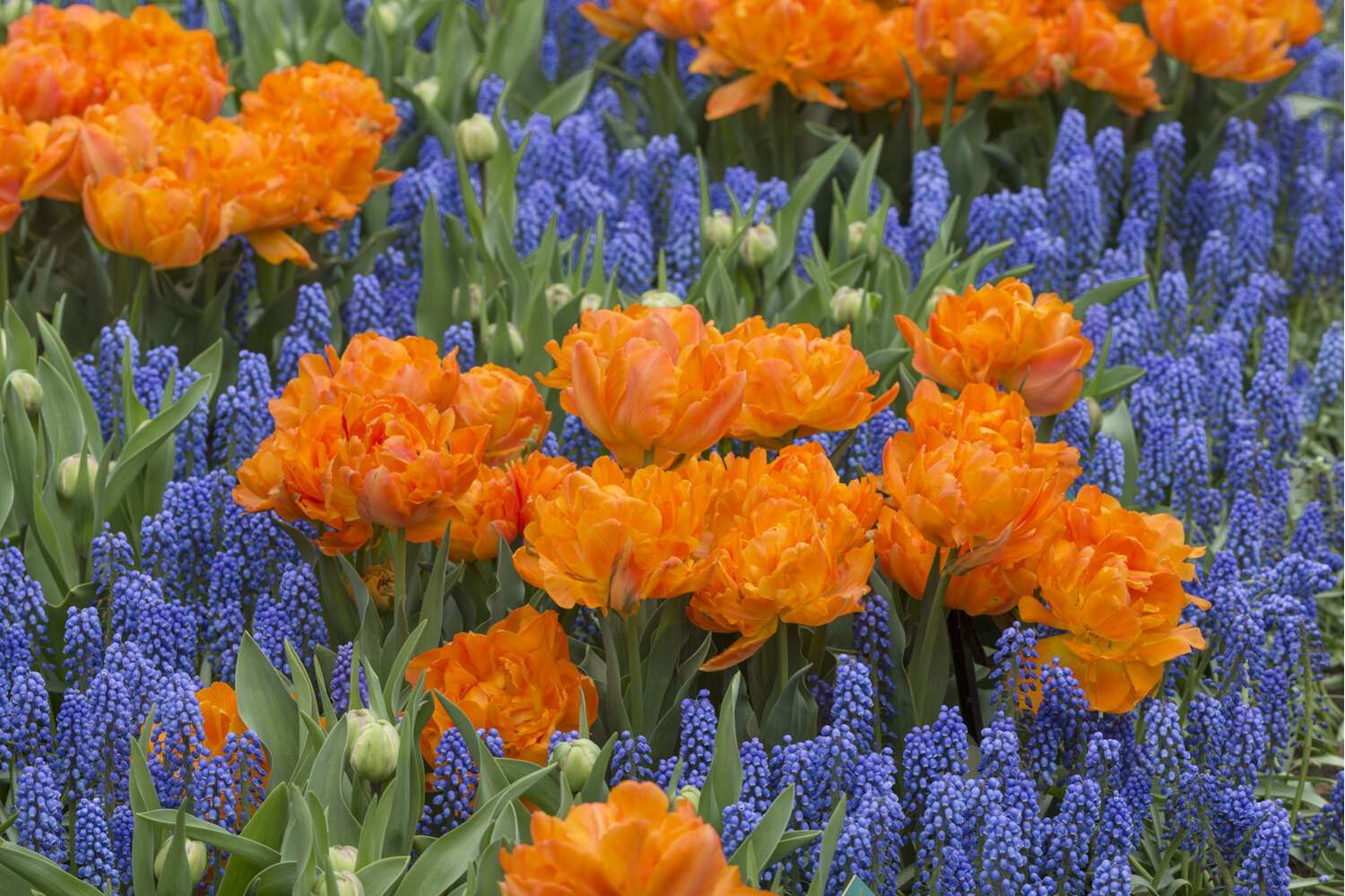 Tulipe 'Orca'