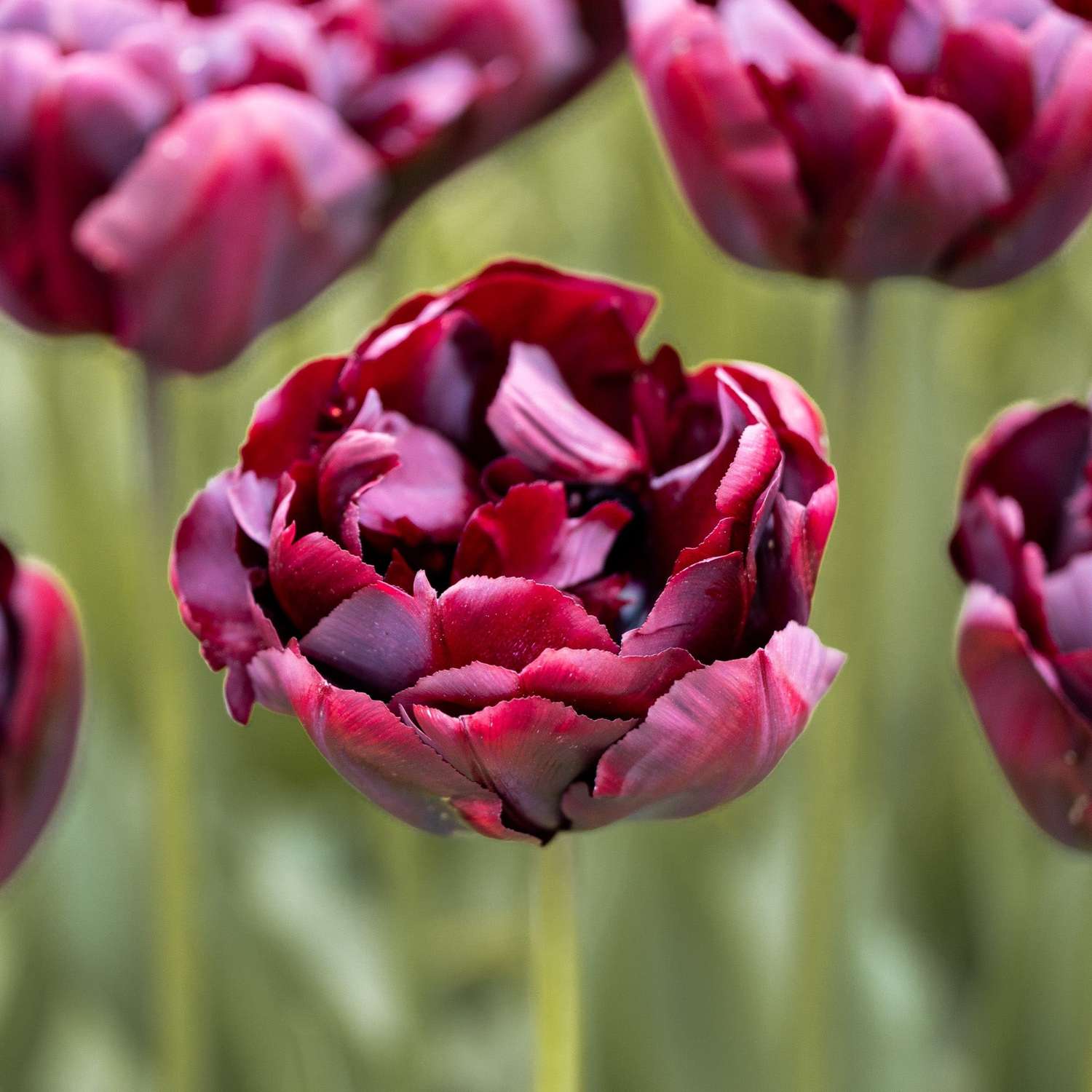 Tulipe 'Palmyra'