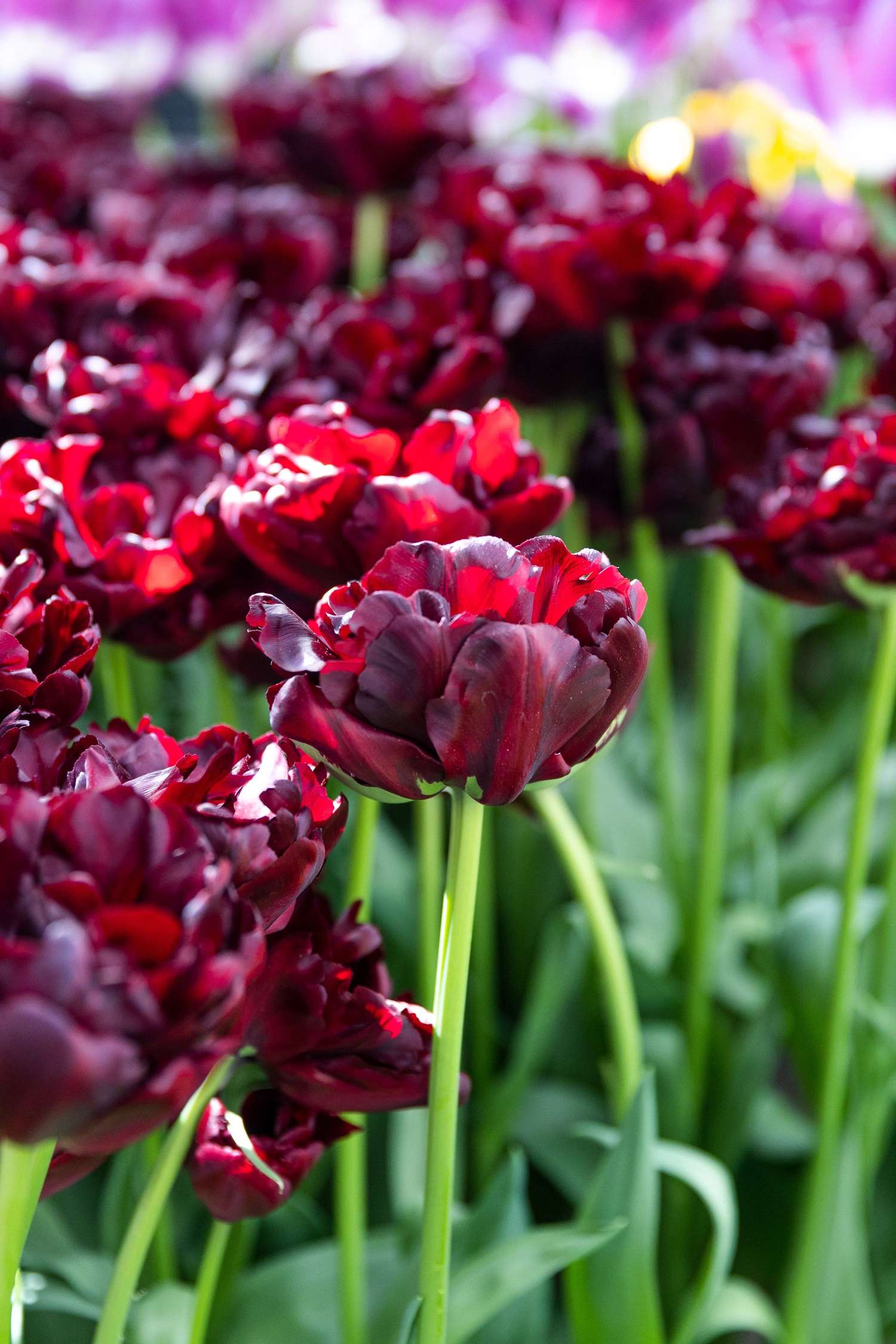 Tulipe 'Palmyra'