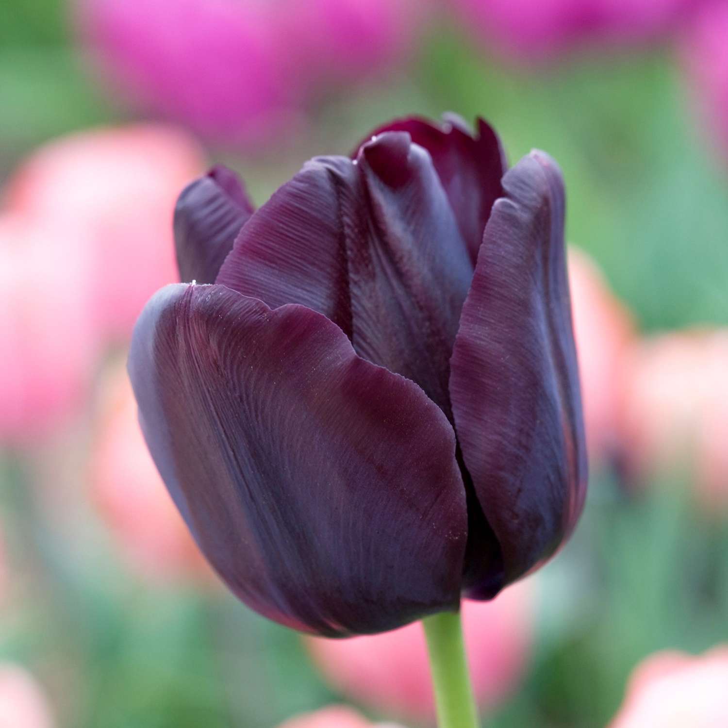 Tulipe 'Paul Scherer'