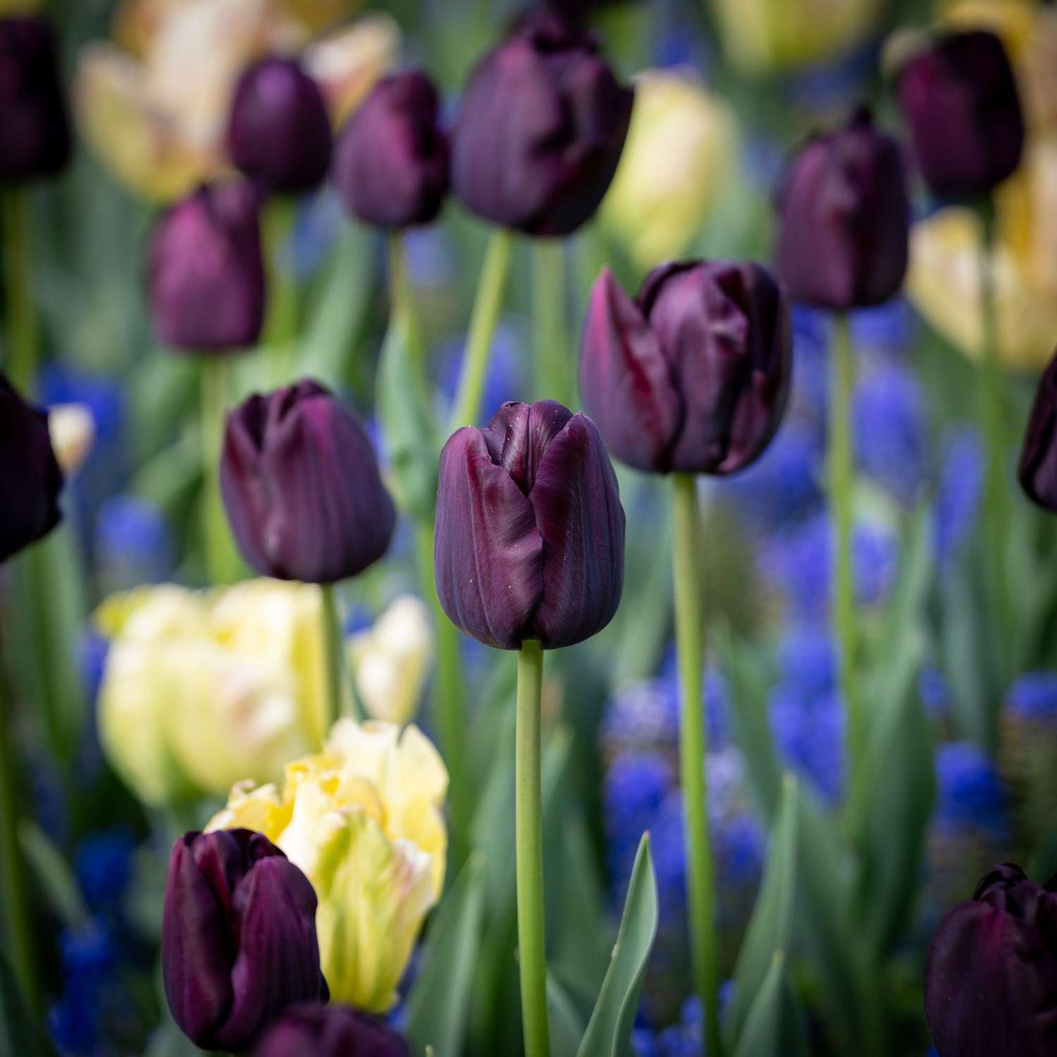 Tulipe 'Paul Scherer'