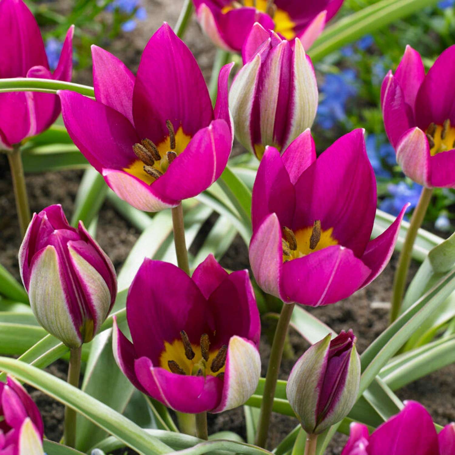 Tulipe botanique 'Persian Pearl'