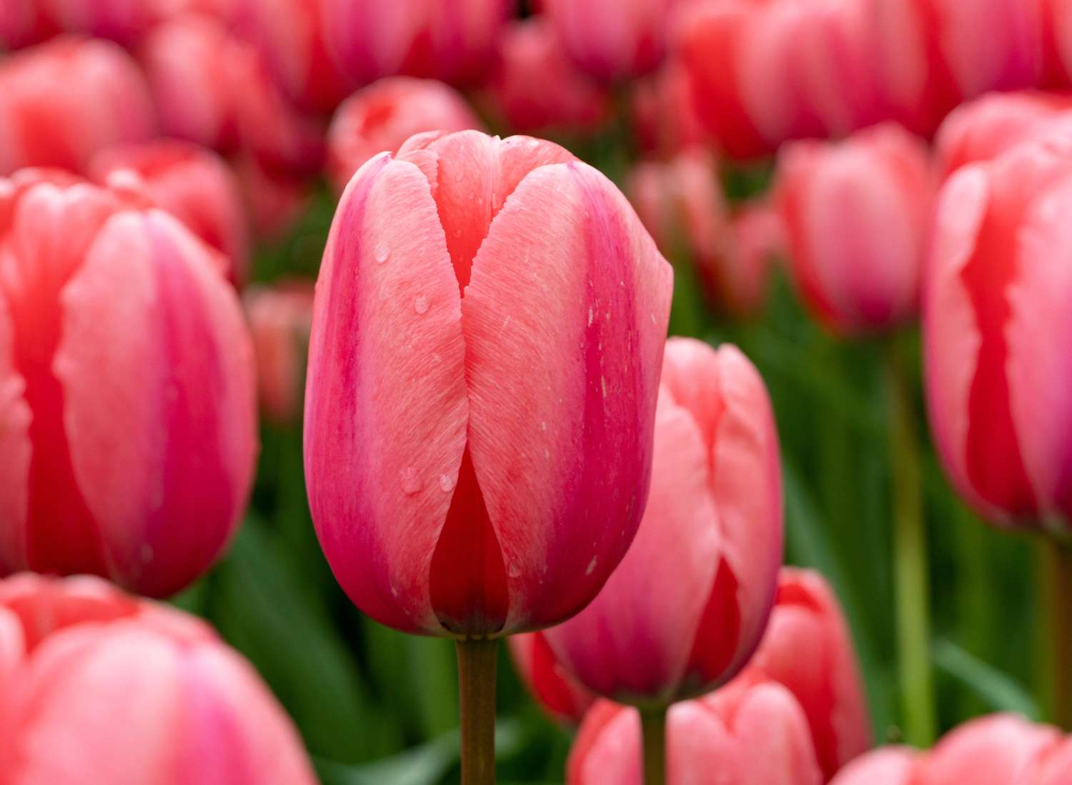 Tulipe 'Pink Impression'