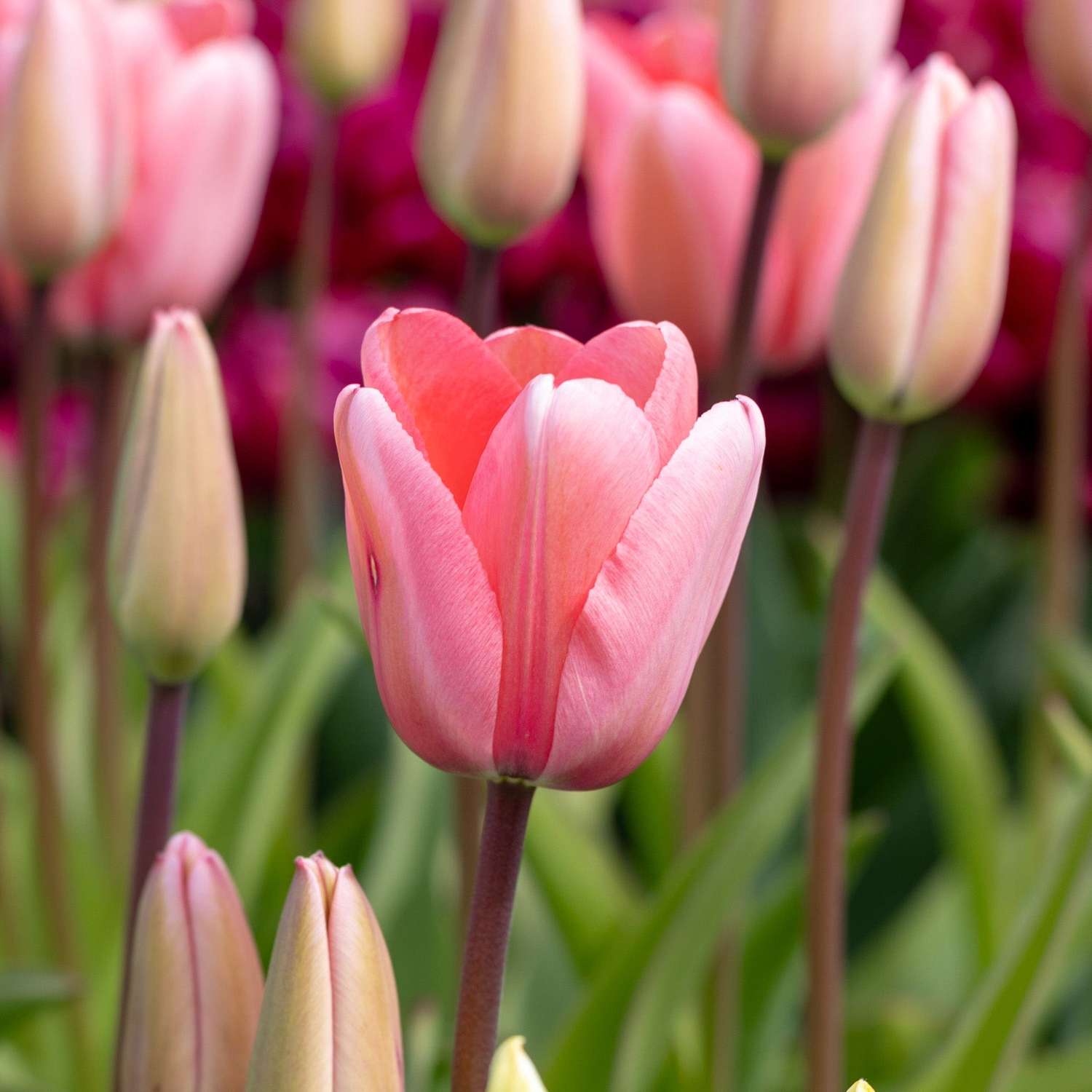 Tulipe 'Pink Impression'