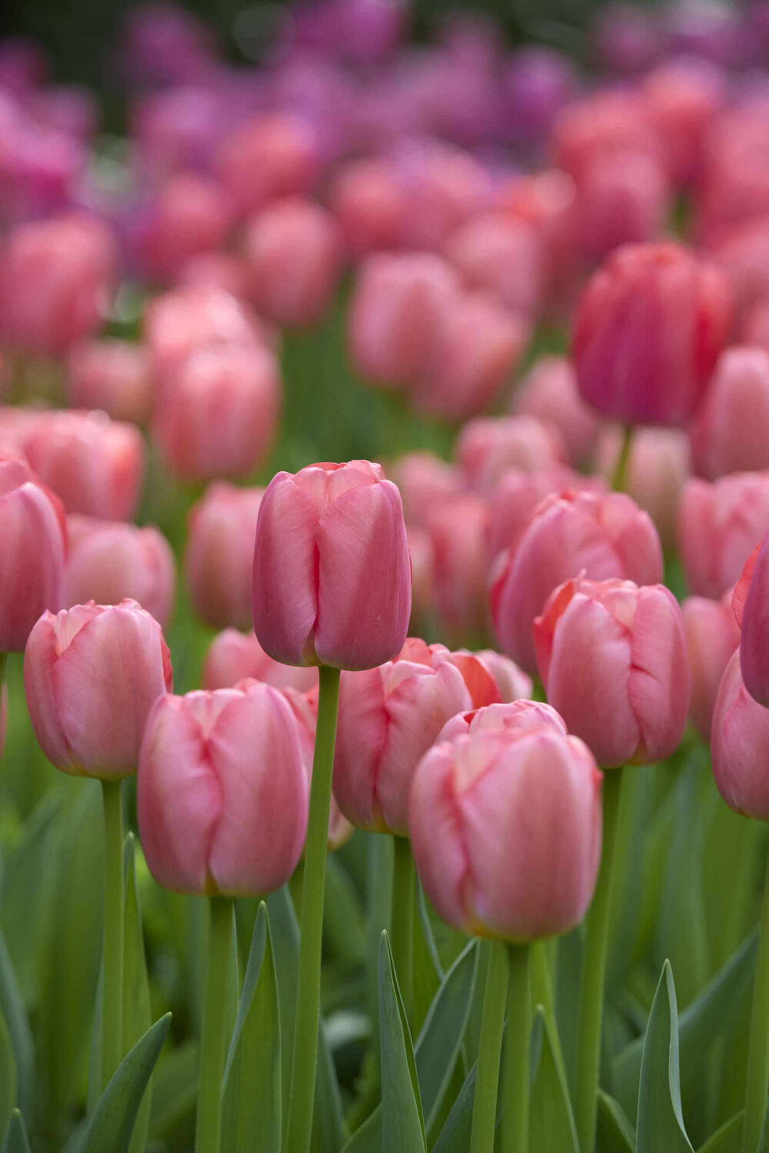 Tulipe 'Pink Pride'