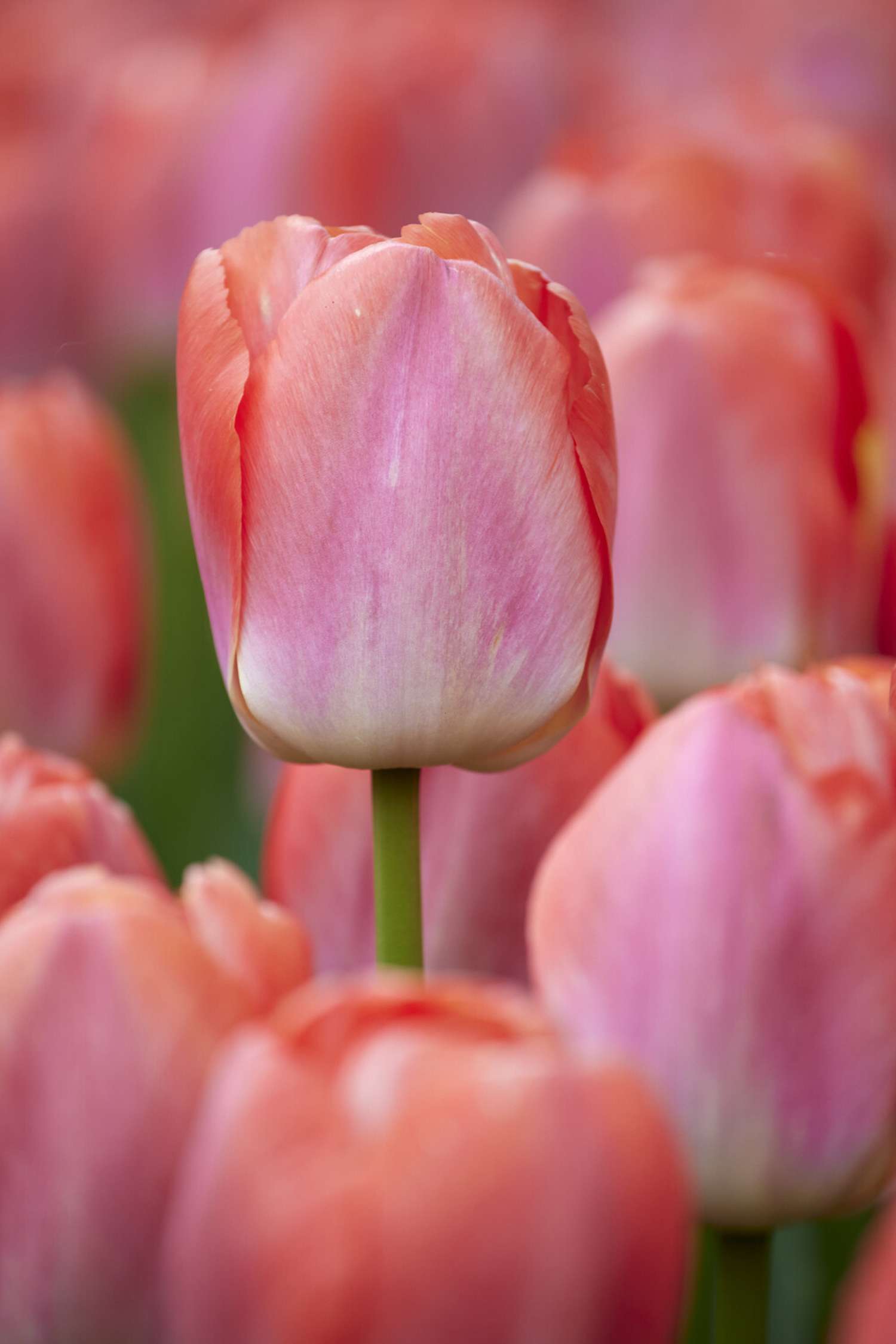Tulipe 'Pink Pride'
