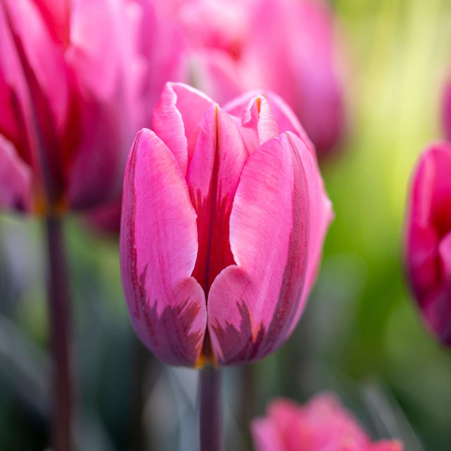 Tulipe 'Pretty Princess'