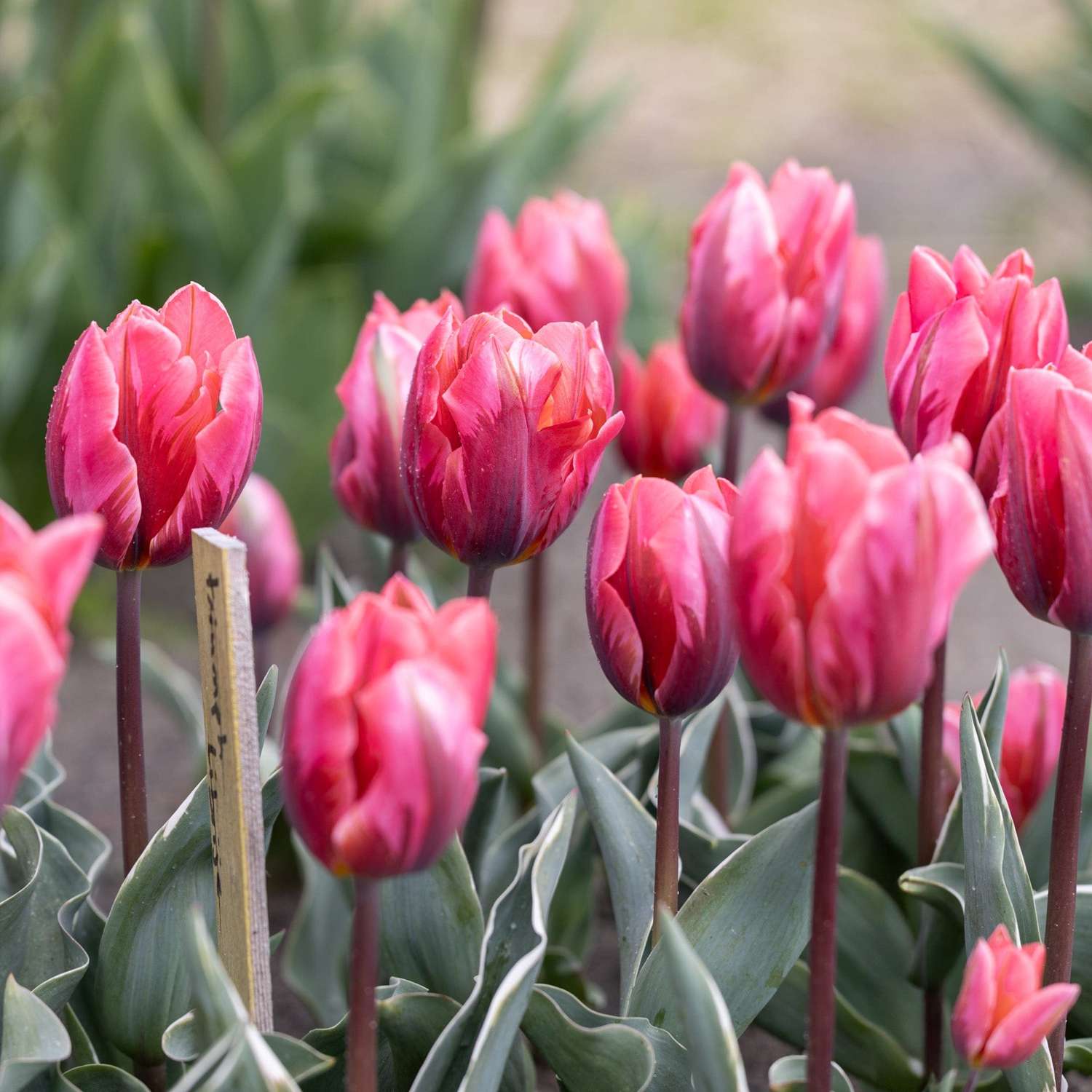 Tulipe 'Pretty Princess'