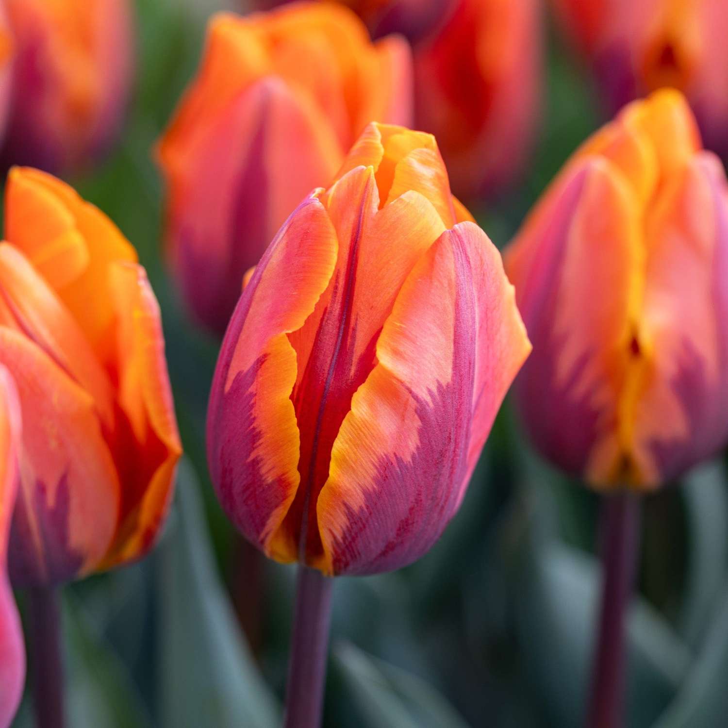 Tulipe 'Princess Irene'