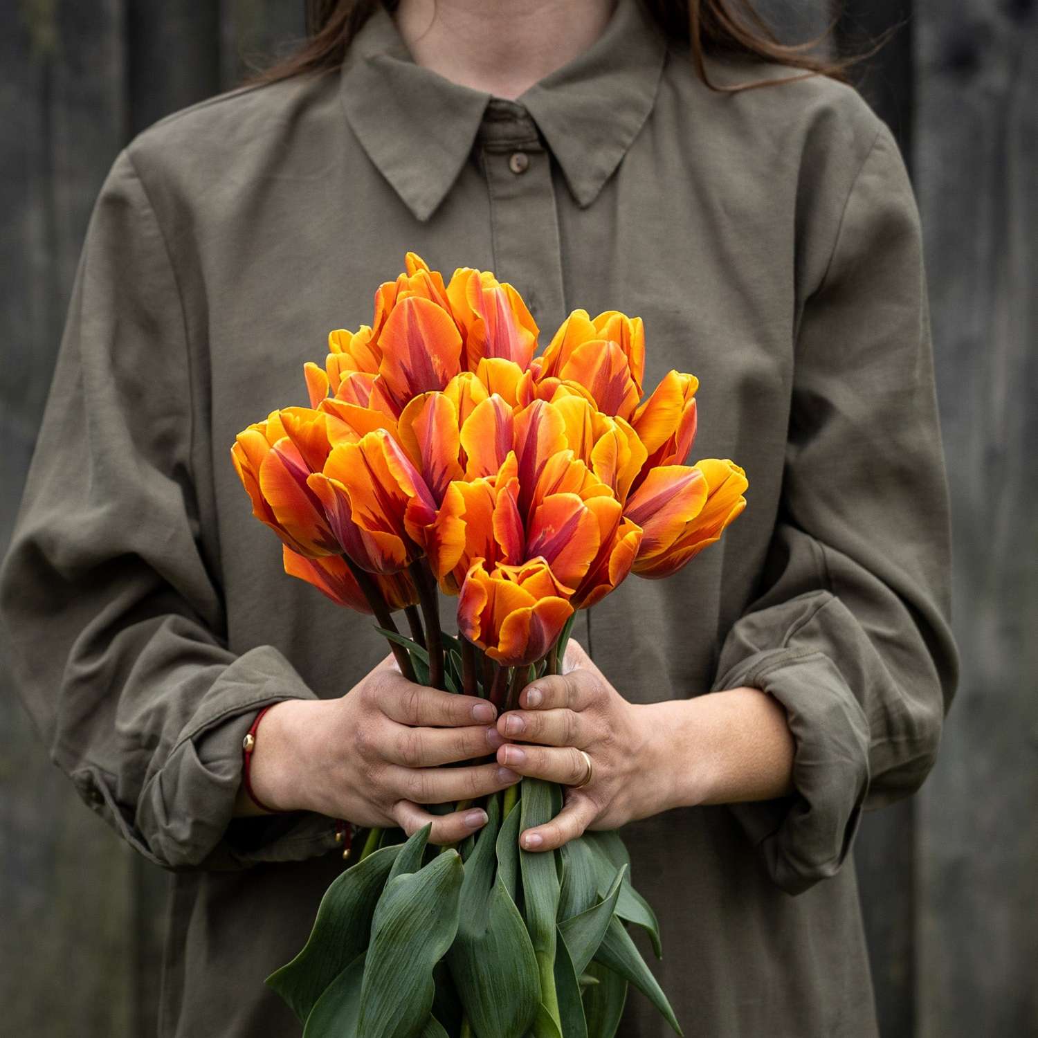 Tulipe 'Princess Irene'