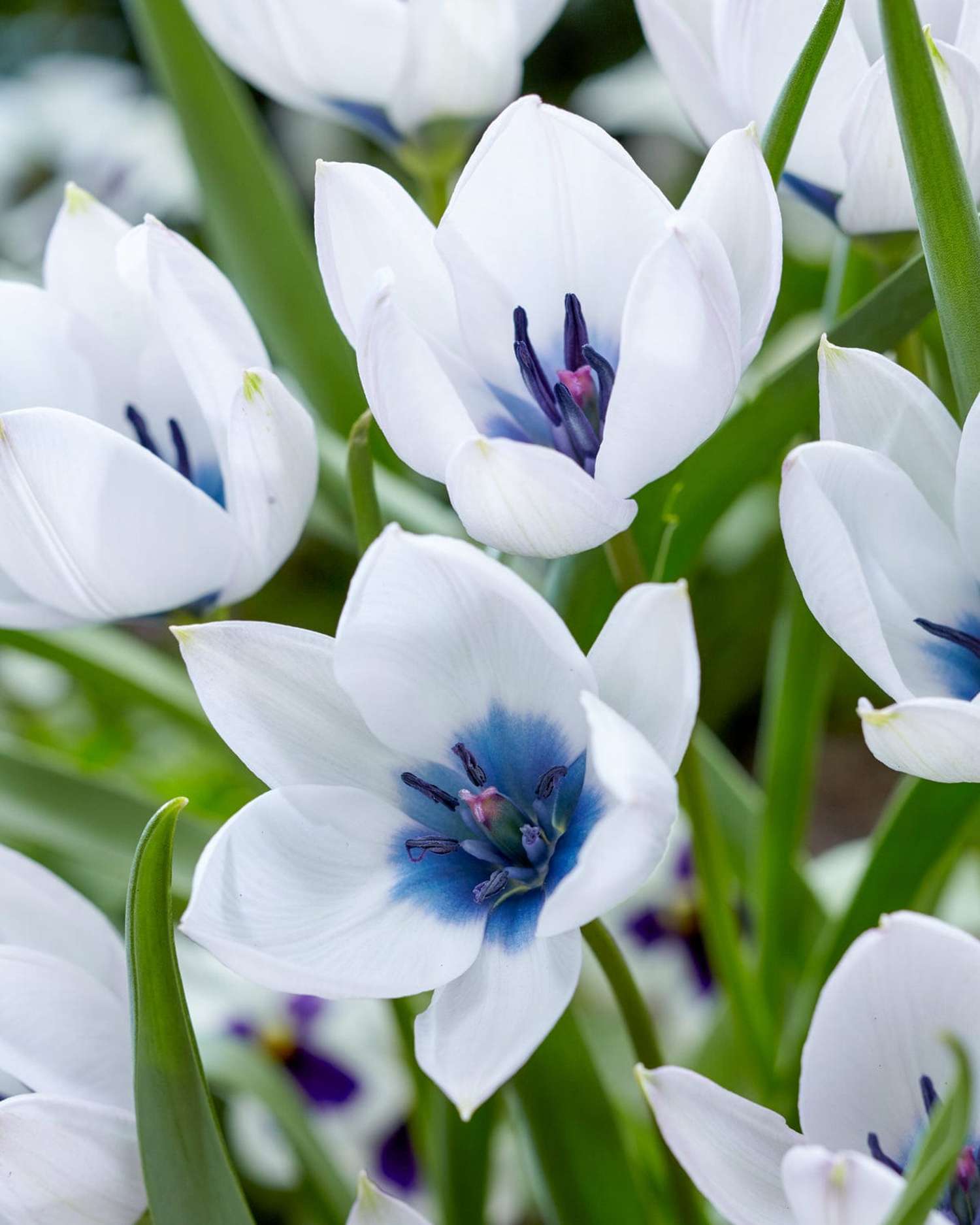 Tulipe botanique 'Pulchella Alba maculata Courulea'