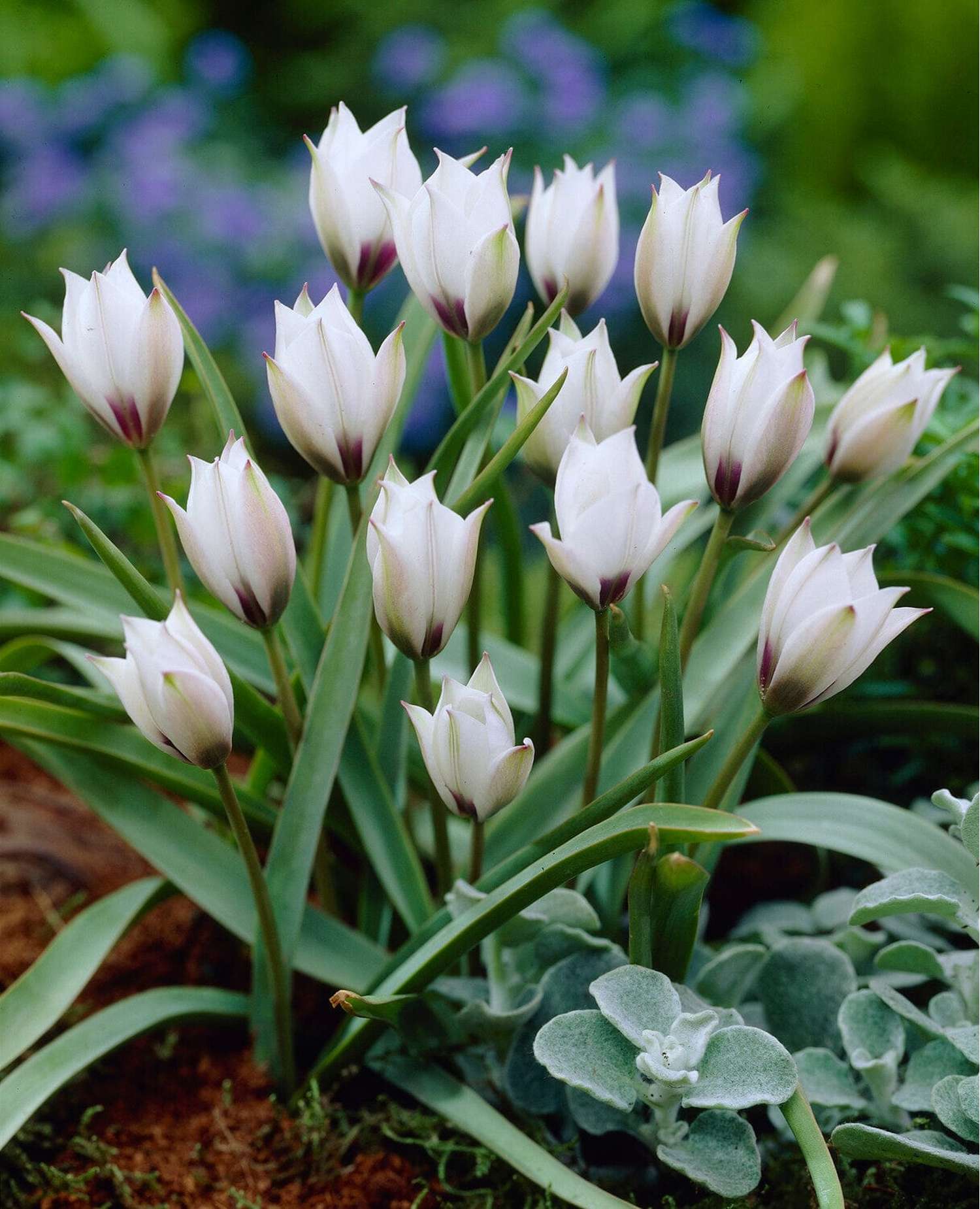 Tulipe botanique 'Pulchella Alba maculata Courulea'
