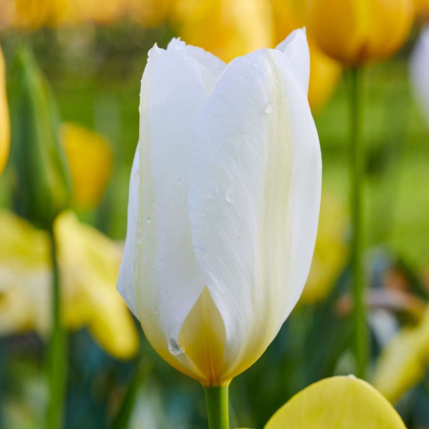 Tulipe 'Purissima'