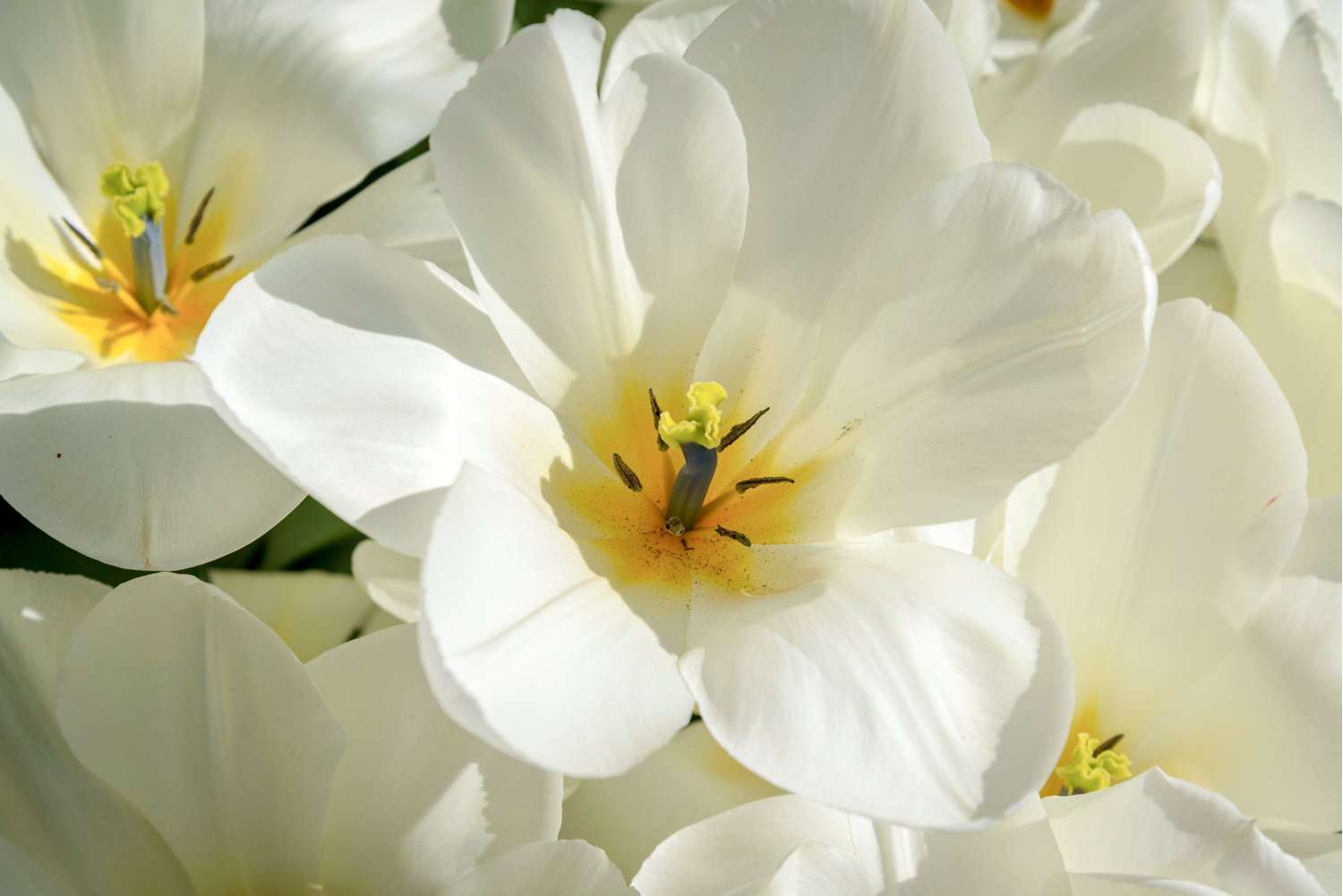 Tulipe 'Purissima'