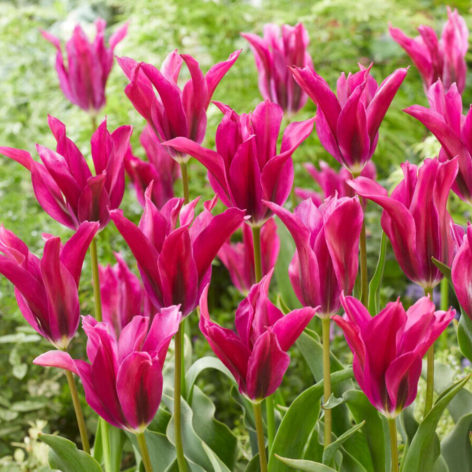 Tulipe 'Purple Doll'