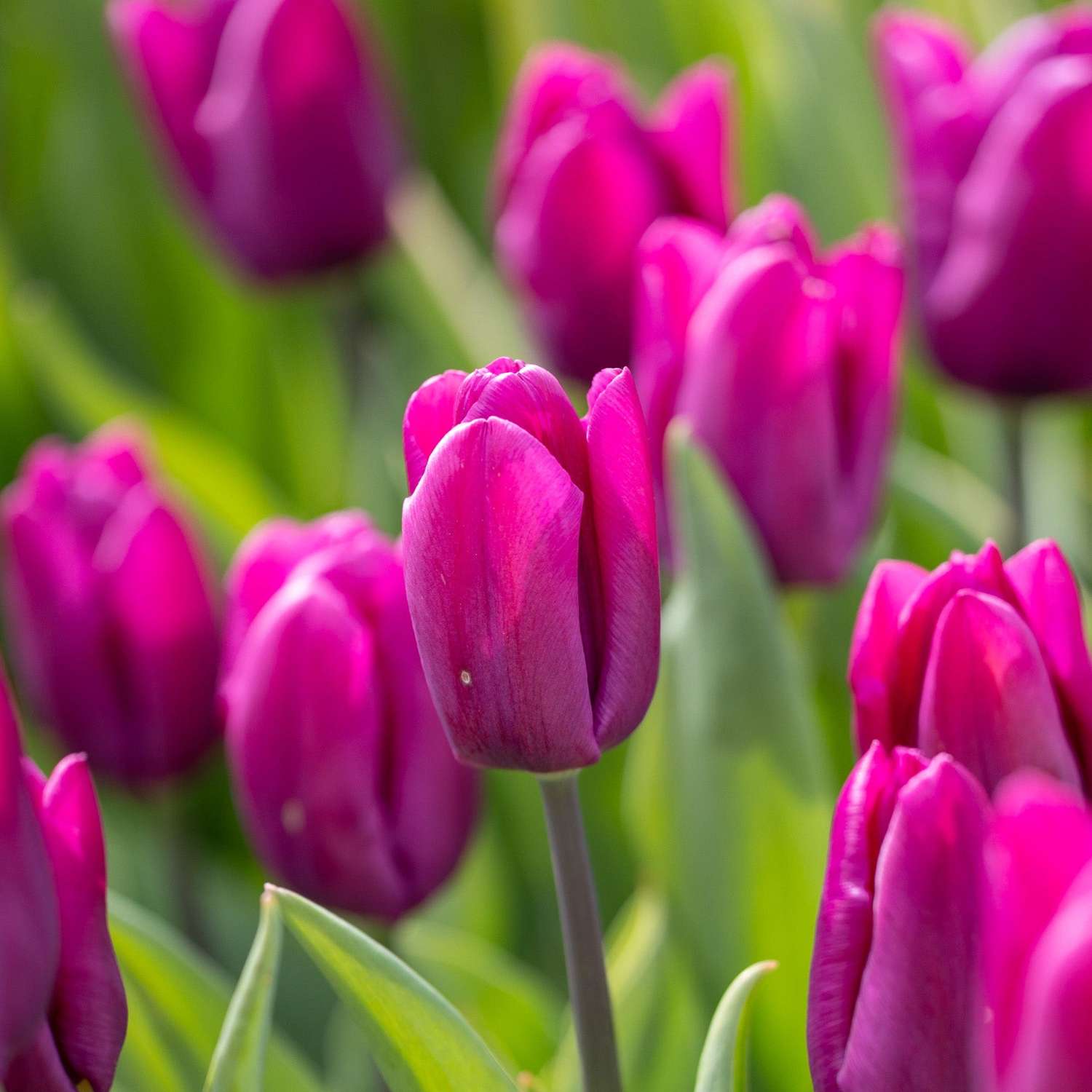 Tulipe 'Purple Prince'
