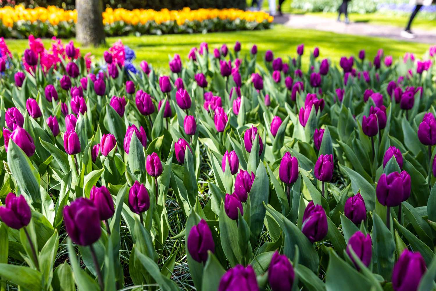Tulipe 'Purple Prince'