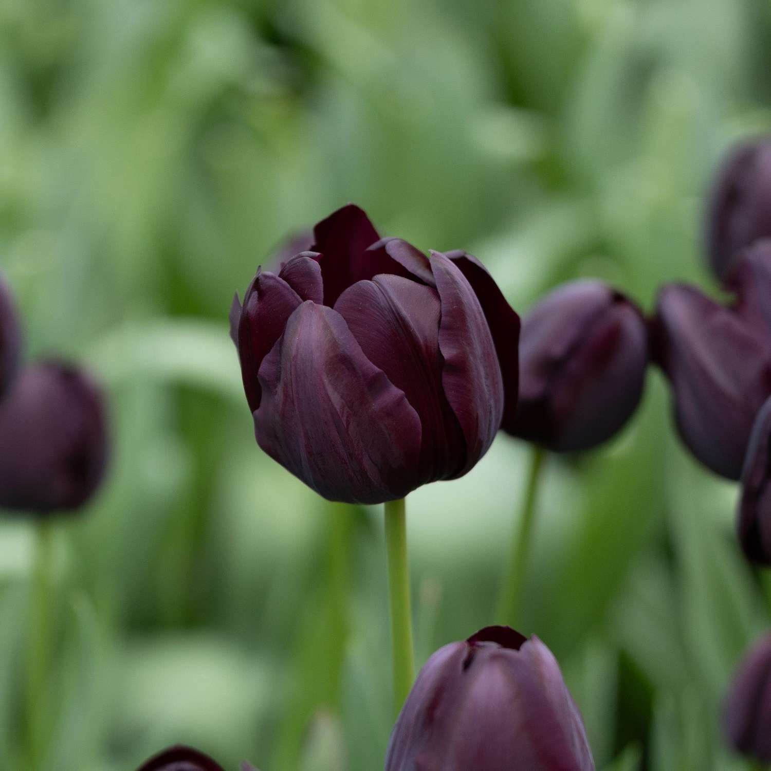 Tulipe 'Queen of Night'