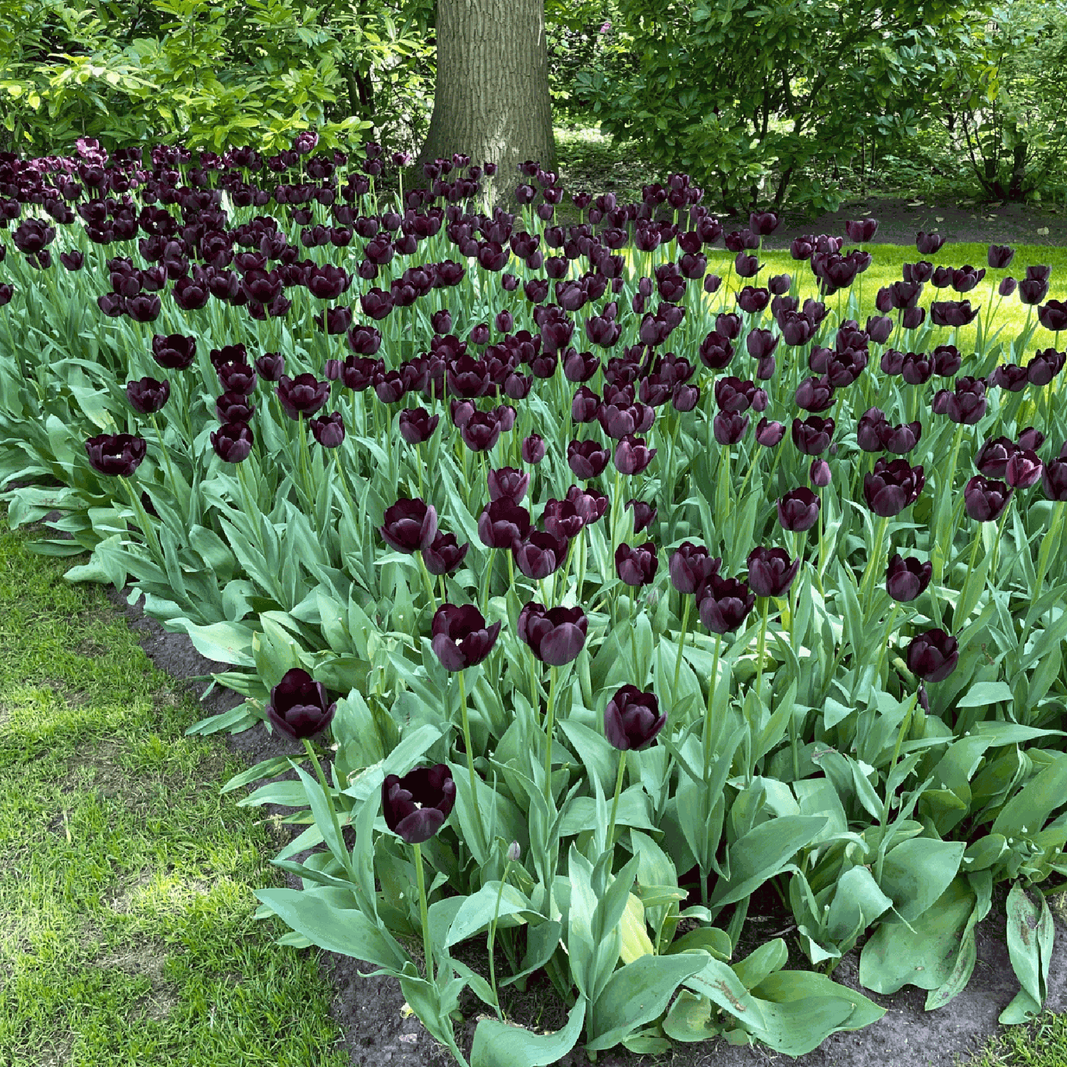 Tulipe 'Queen of Night'