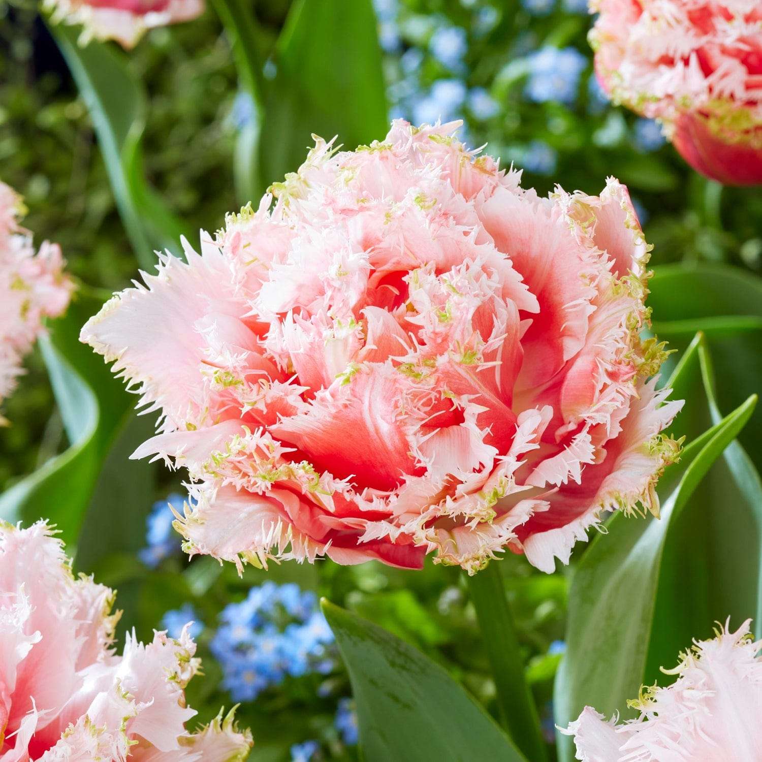 Tulipe 'Queensland'