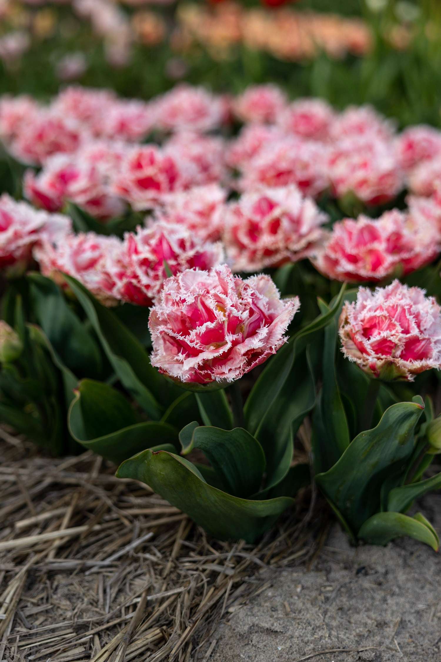 Tulipe 'Queensland'