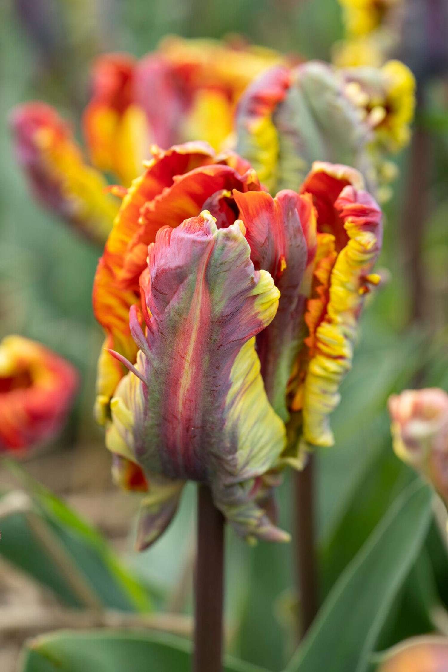 Tulipe 'Rasta Parrot'