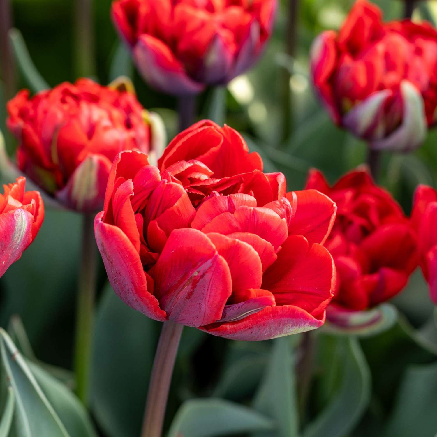 Tulipe 'Red Princess'