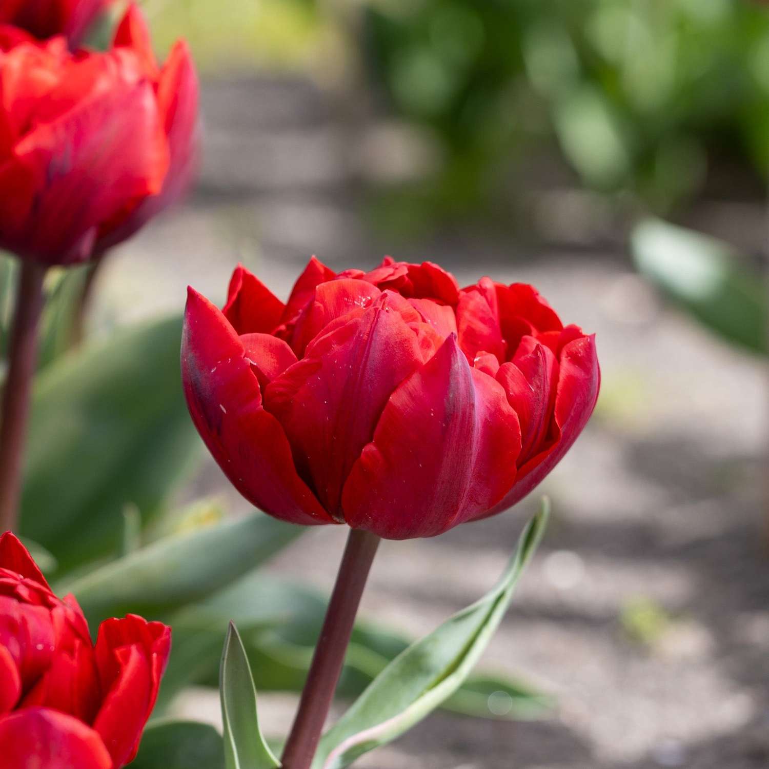 Tulipe 'Red Princess'