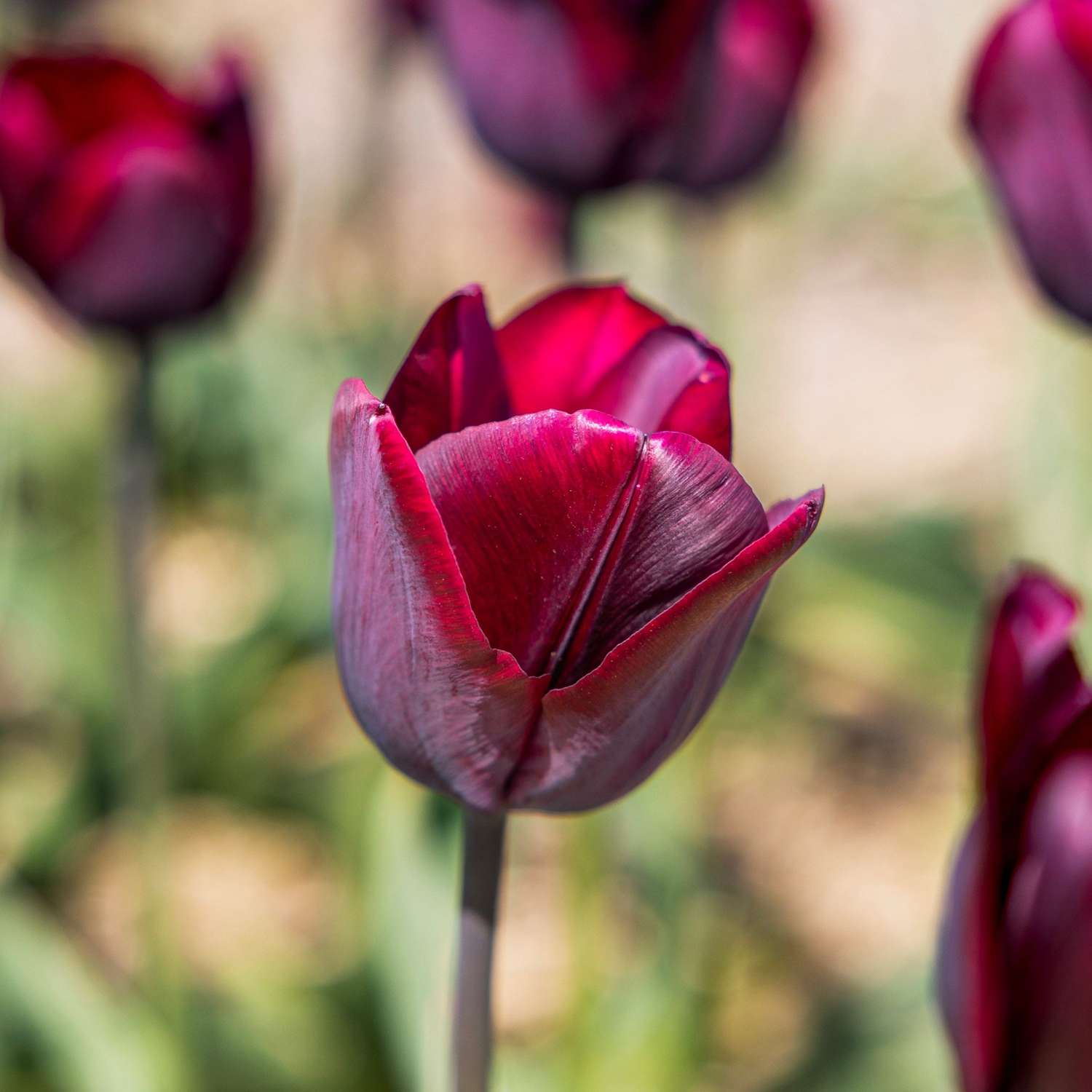 Tulipe 'Ronaldo'