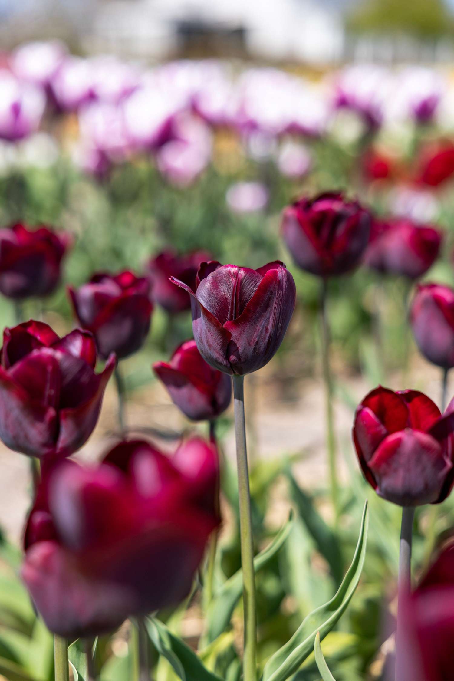 Tulipe 'Ronaldo'