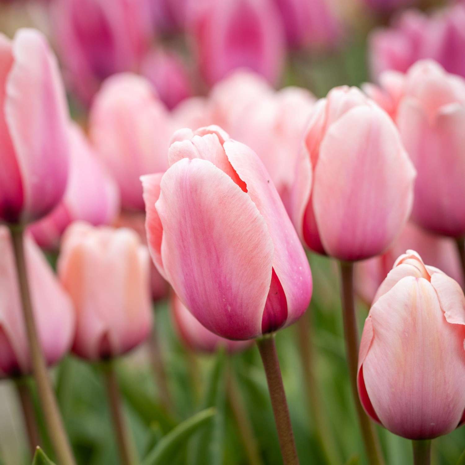 Tulipe 'Salmon Impression'