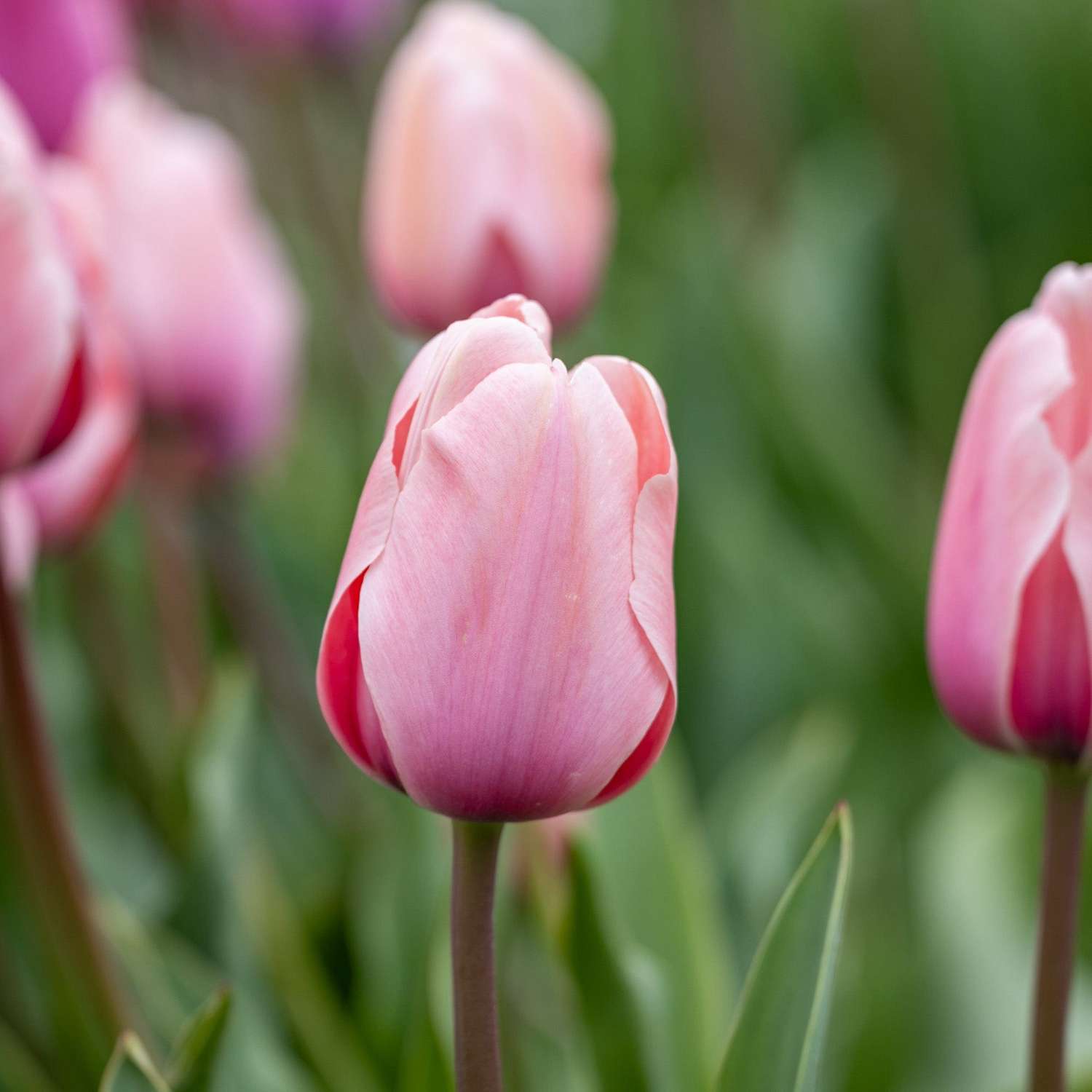Tulipe 'Salmon Impression'