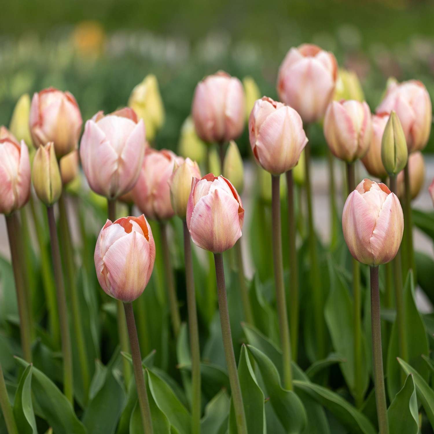 Tulipe 'Salmon van Eijk'