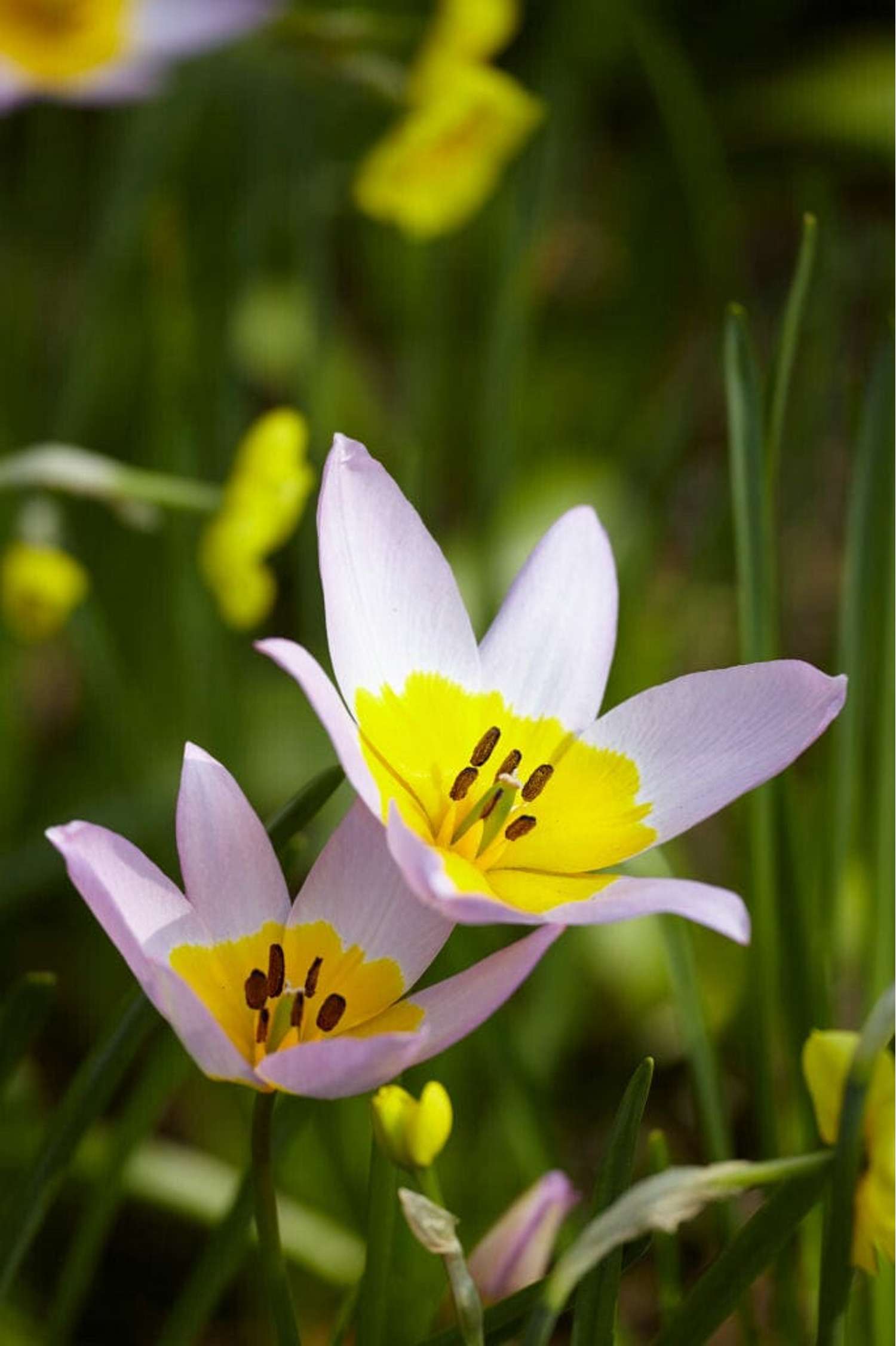 Tulipe botanique 'Saxatilis' / 'Lilac Wonder'