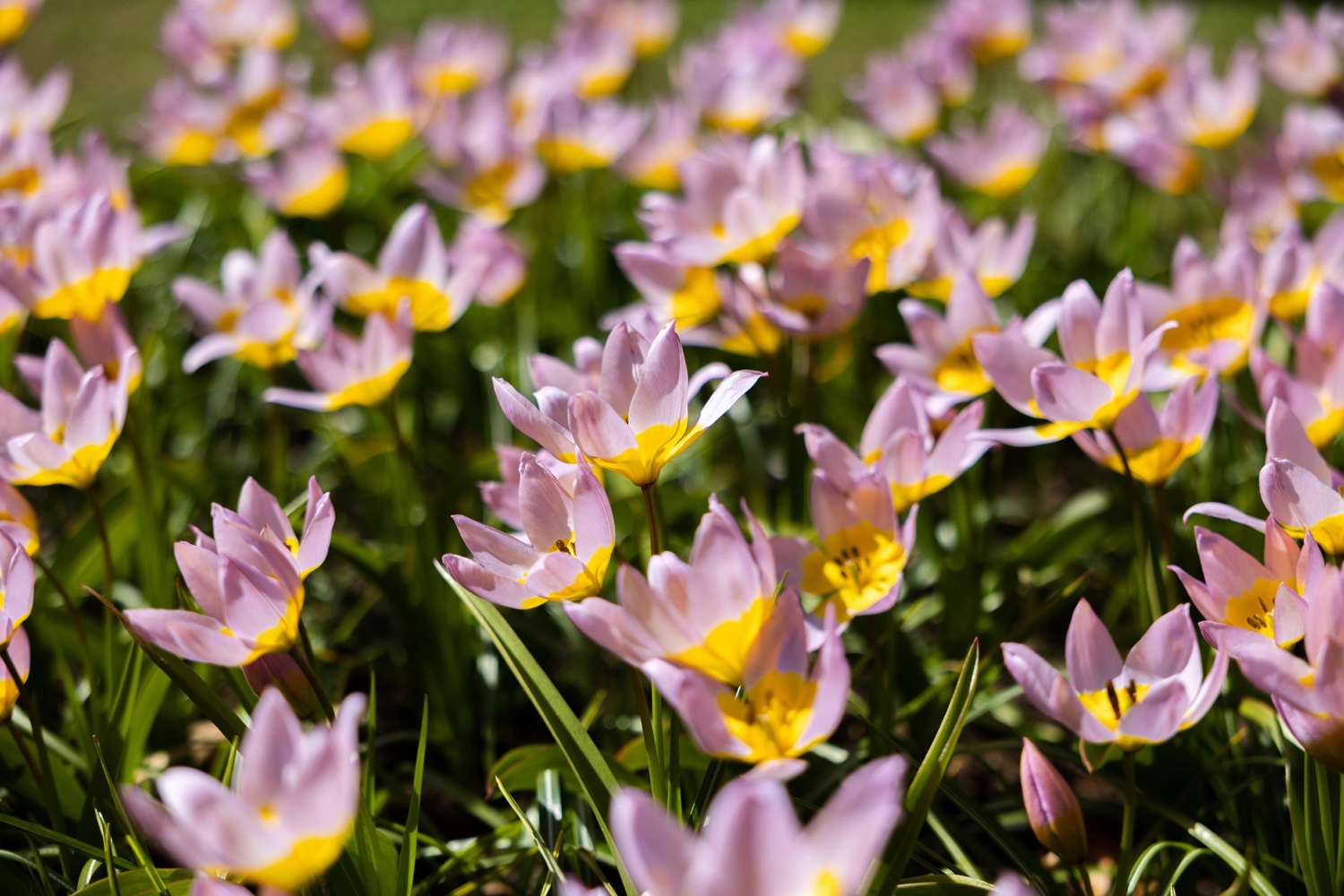 Tulipe botanique 'Saxatilis' / 'Lilac Wonder'