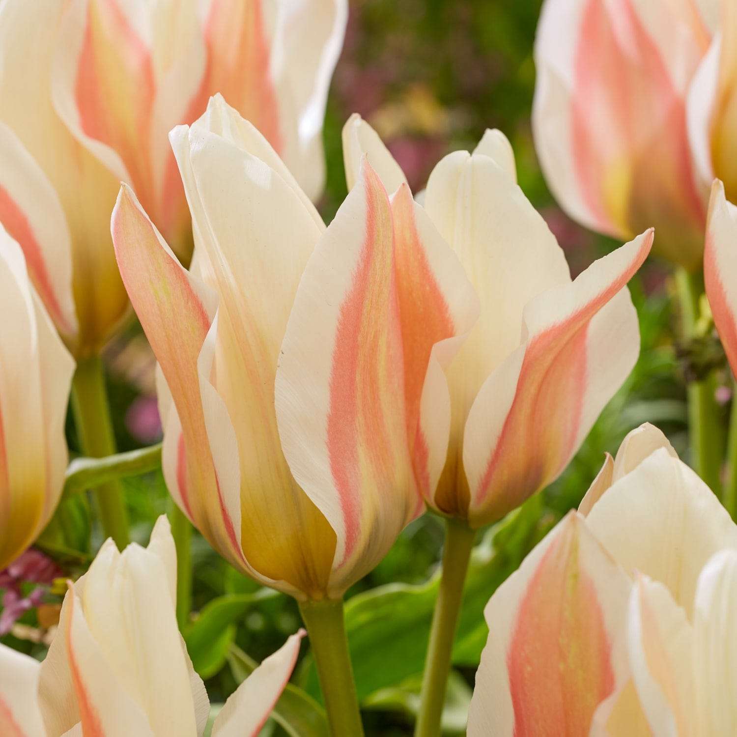Tulipe 'Serano'