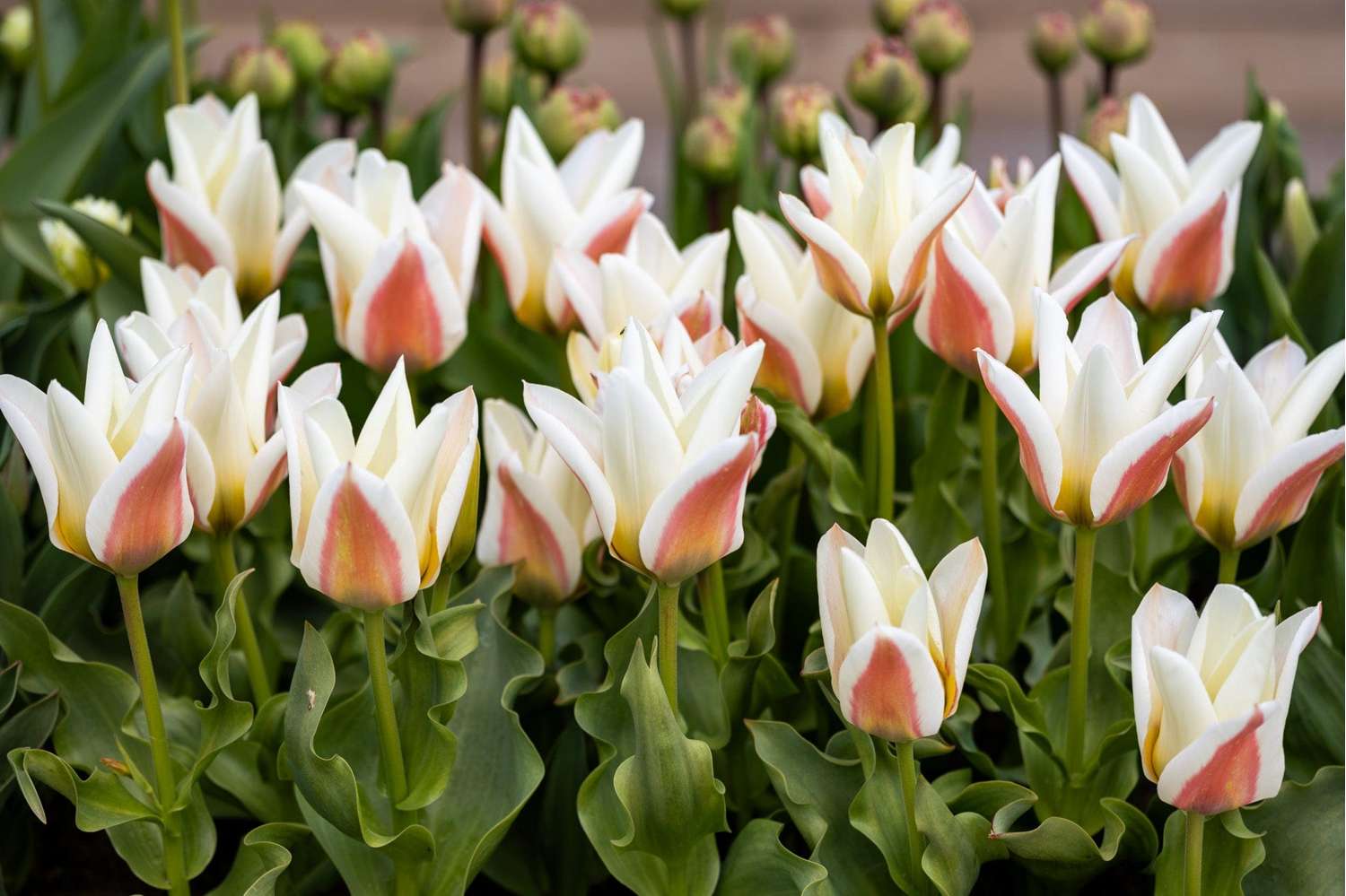 Tulipe 'Serano'