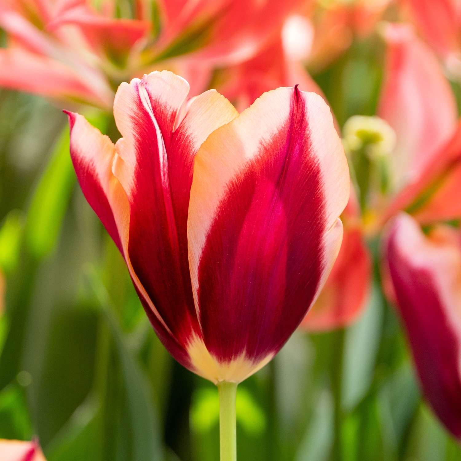 Tulipe 'Slawa'