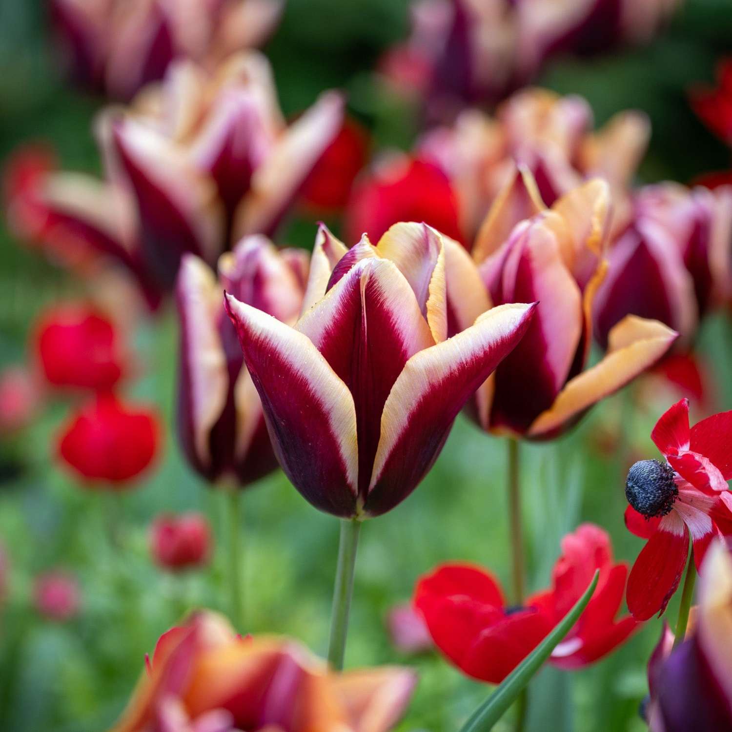 Tulipe 'Slawa'