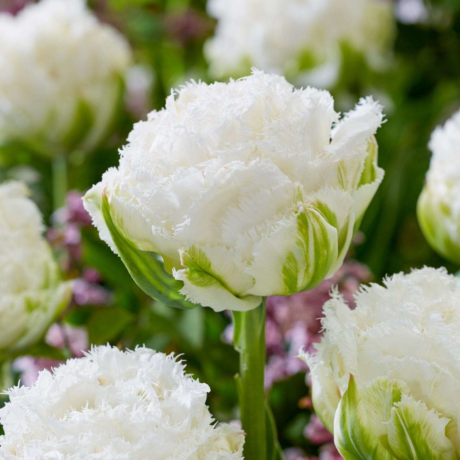 Tulipe 'Snow Crystal'