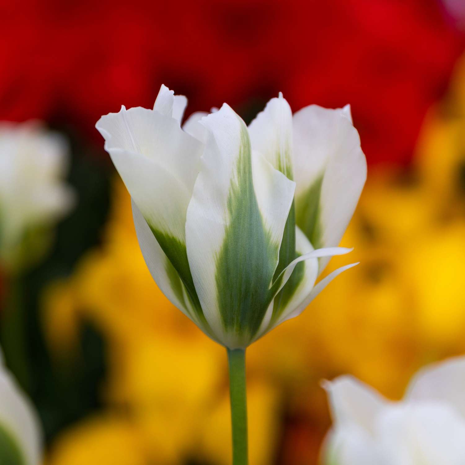 Tulipe 'Spring Green'