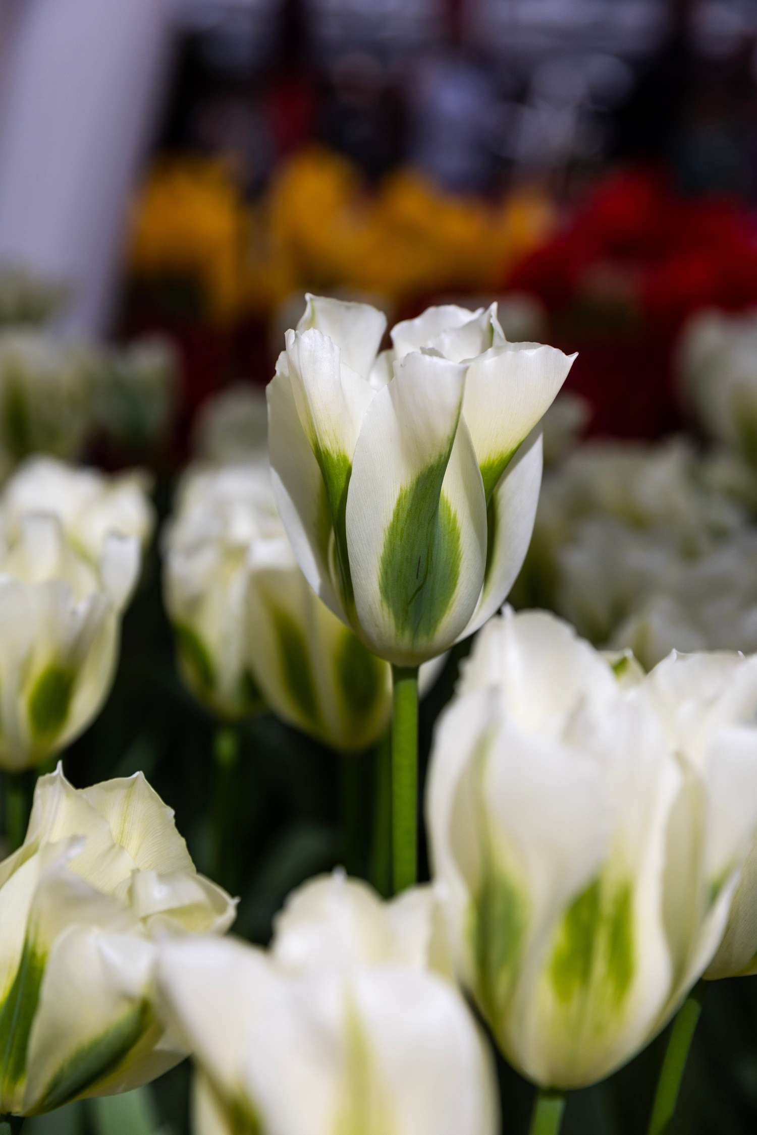 Tulipe 'Spring Green'