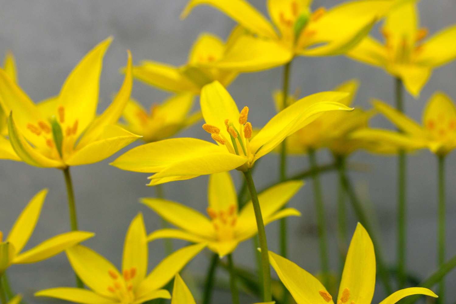 Tulipe botanique 'Sylvestris'
